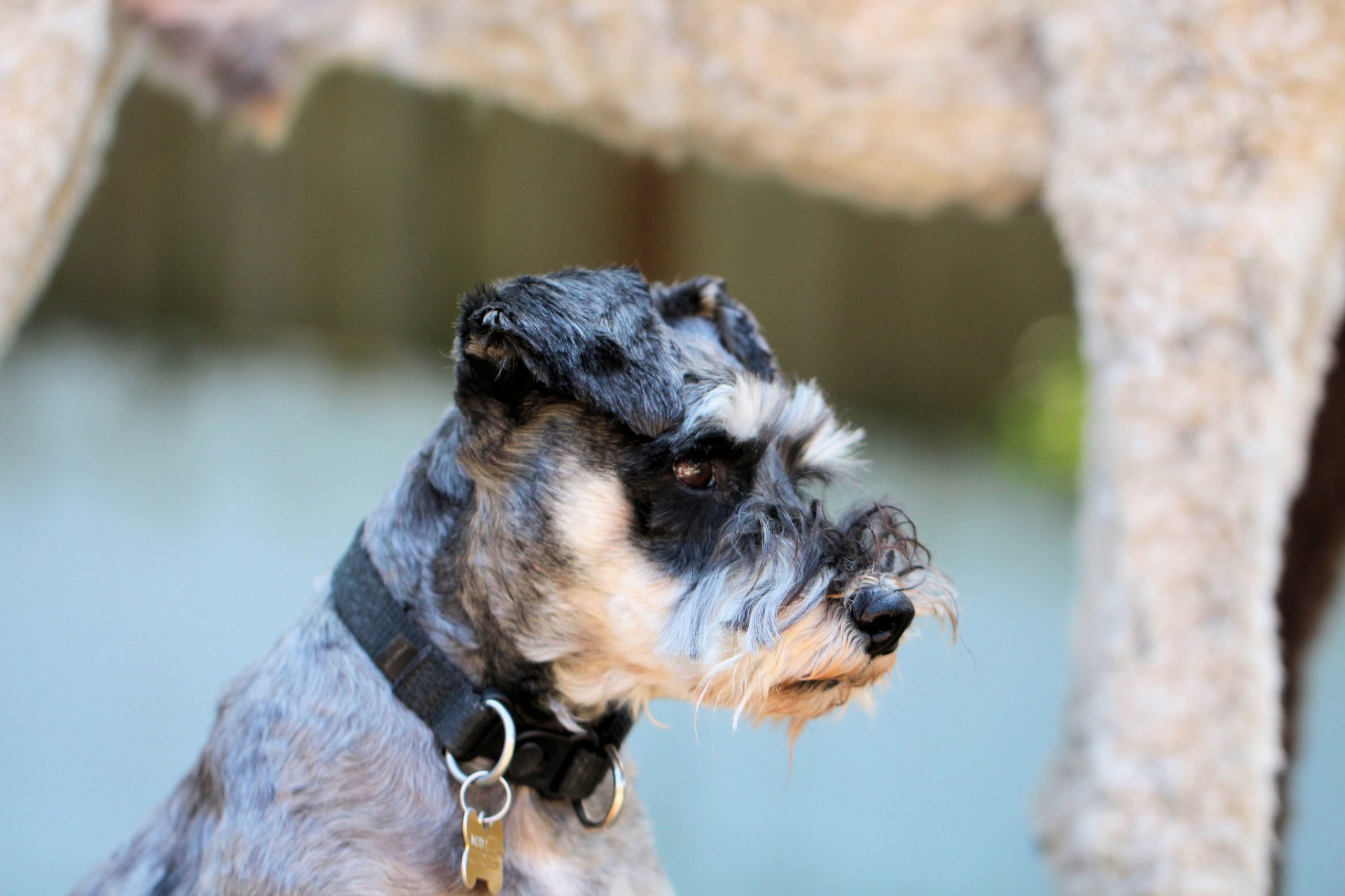 necklace watchdog dog bow