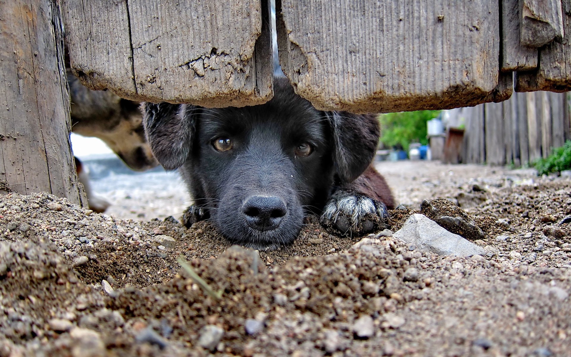 hund blick freund