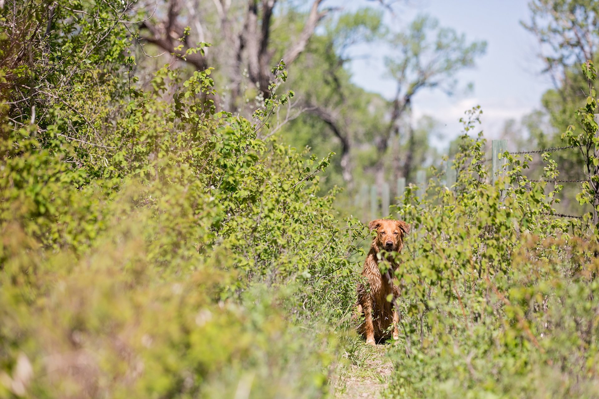 sentier arbuste chien roux