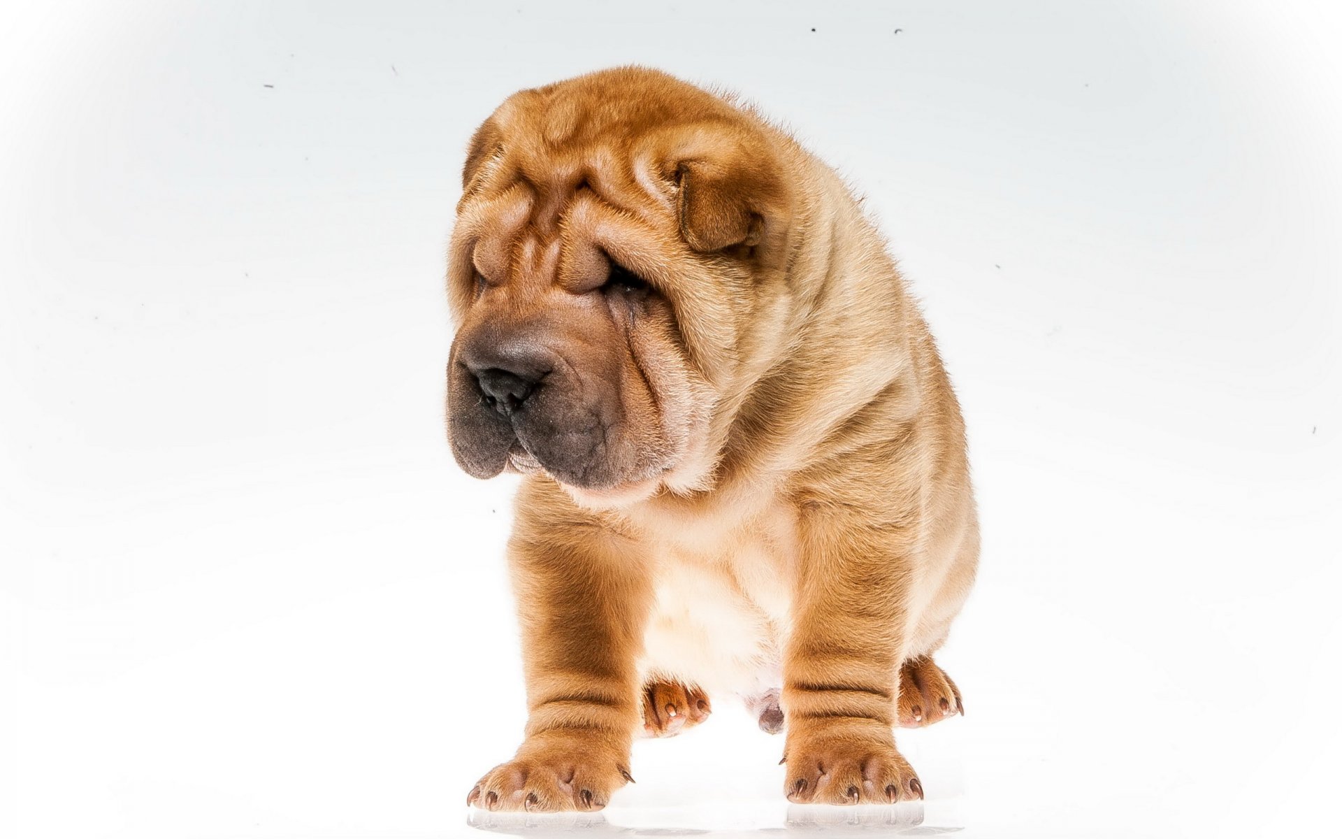 pies spojrzenie przyjaciel shar pei