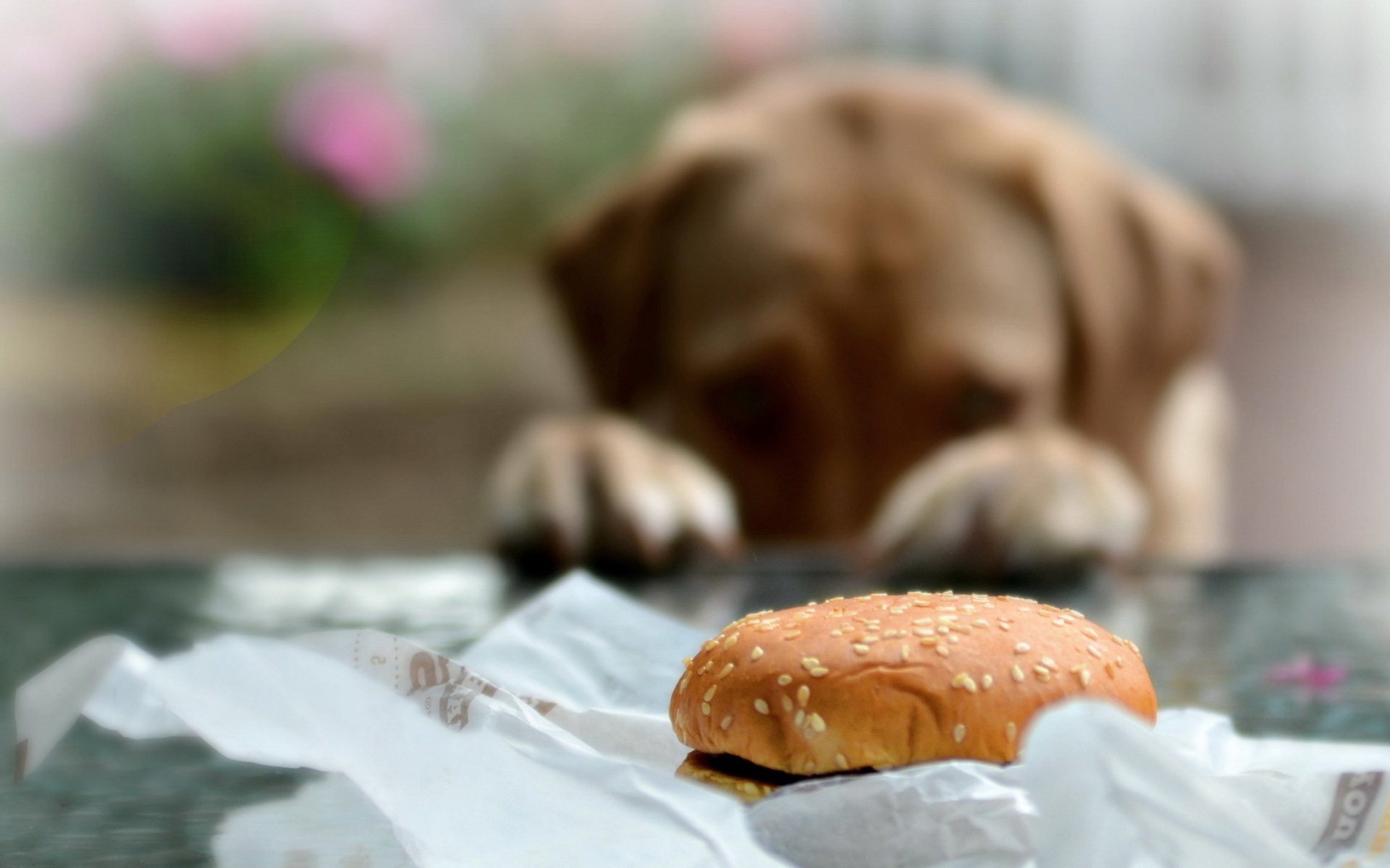 brötchen hund hintergrund