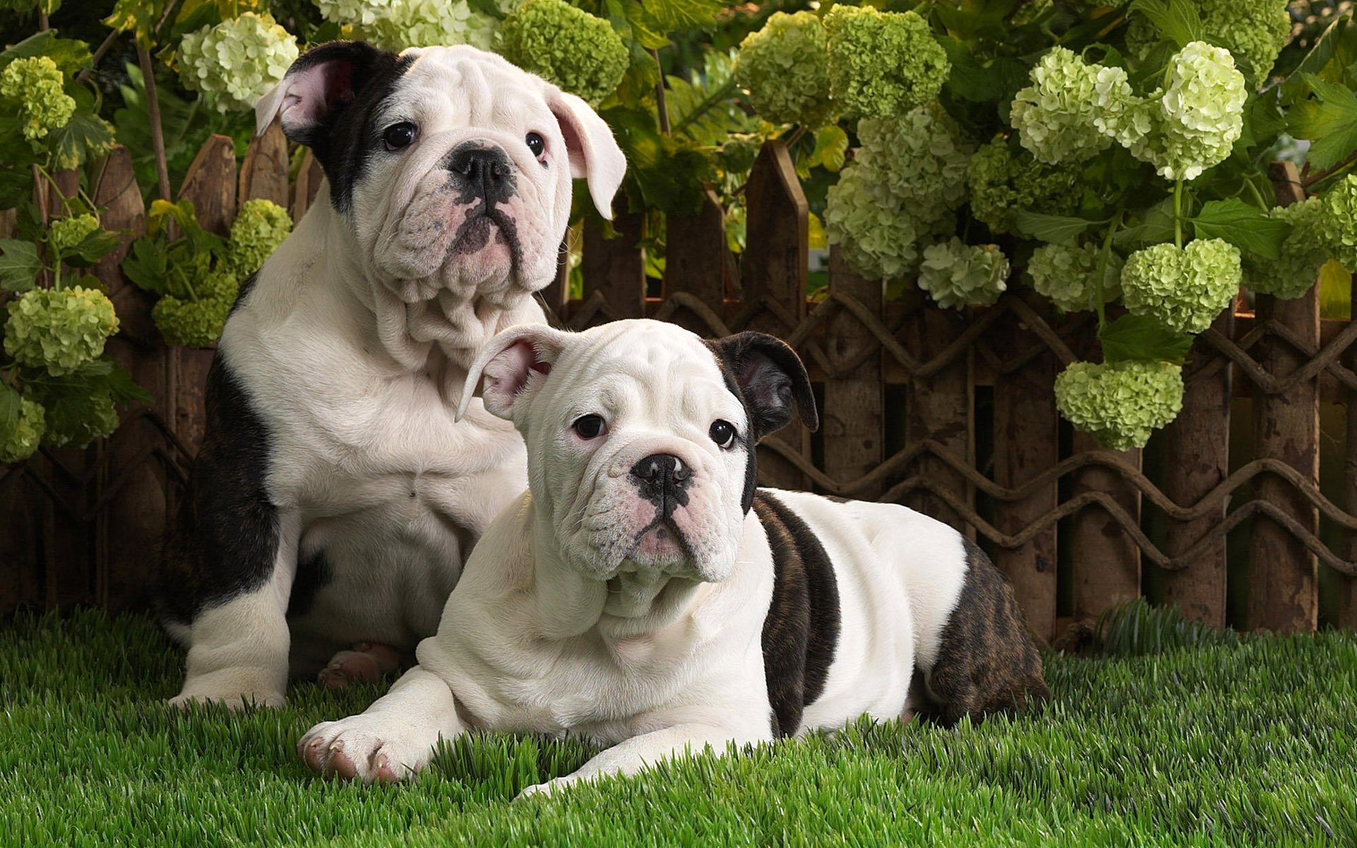 perros cachorros bulldog inglés hierba