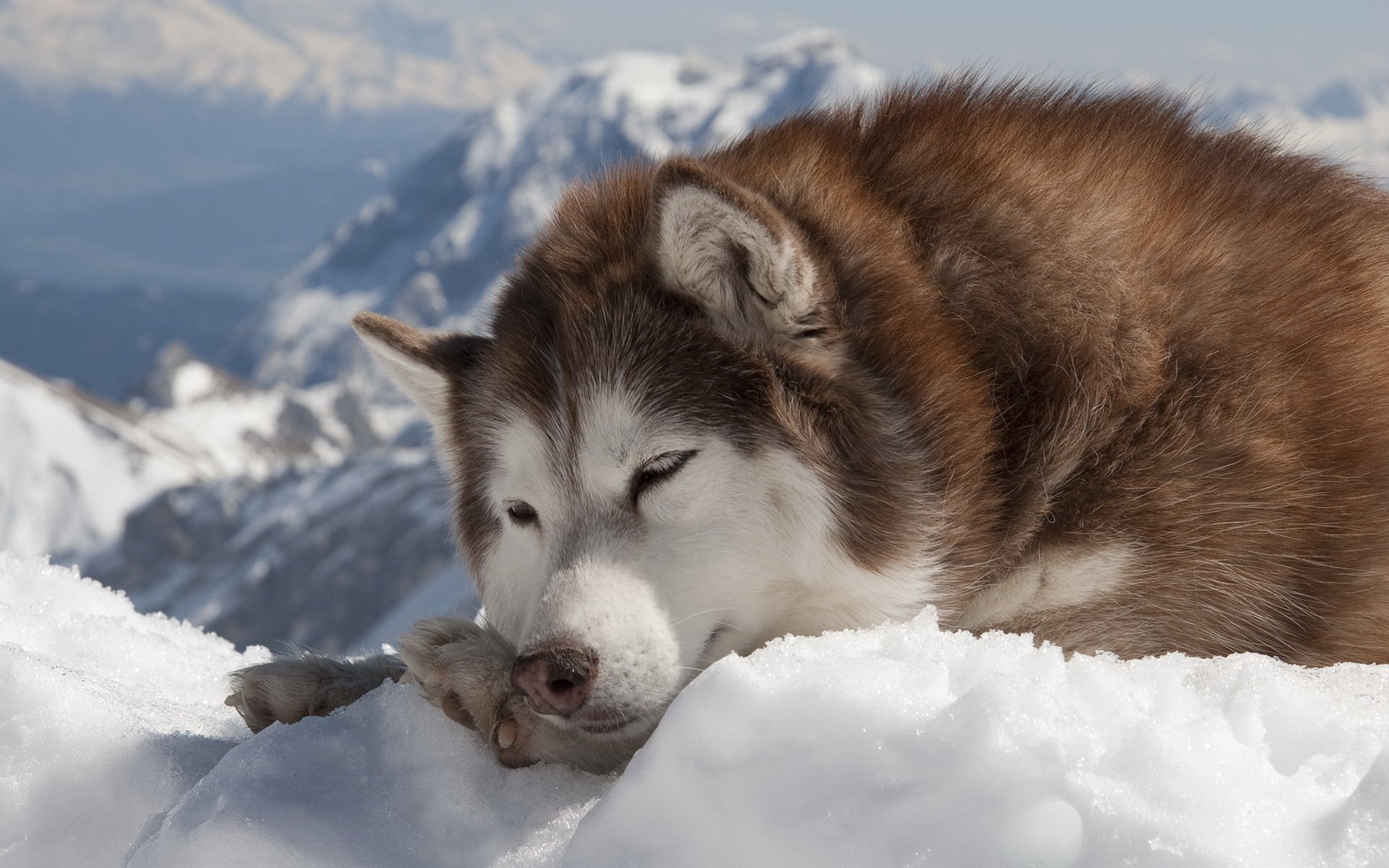 cane husky inverno neve