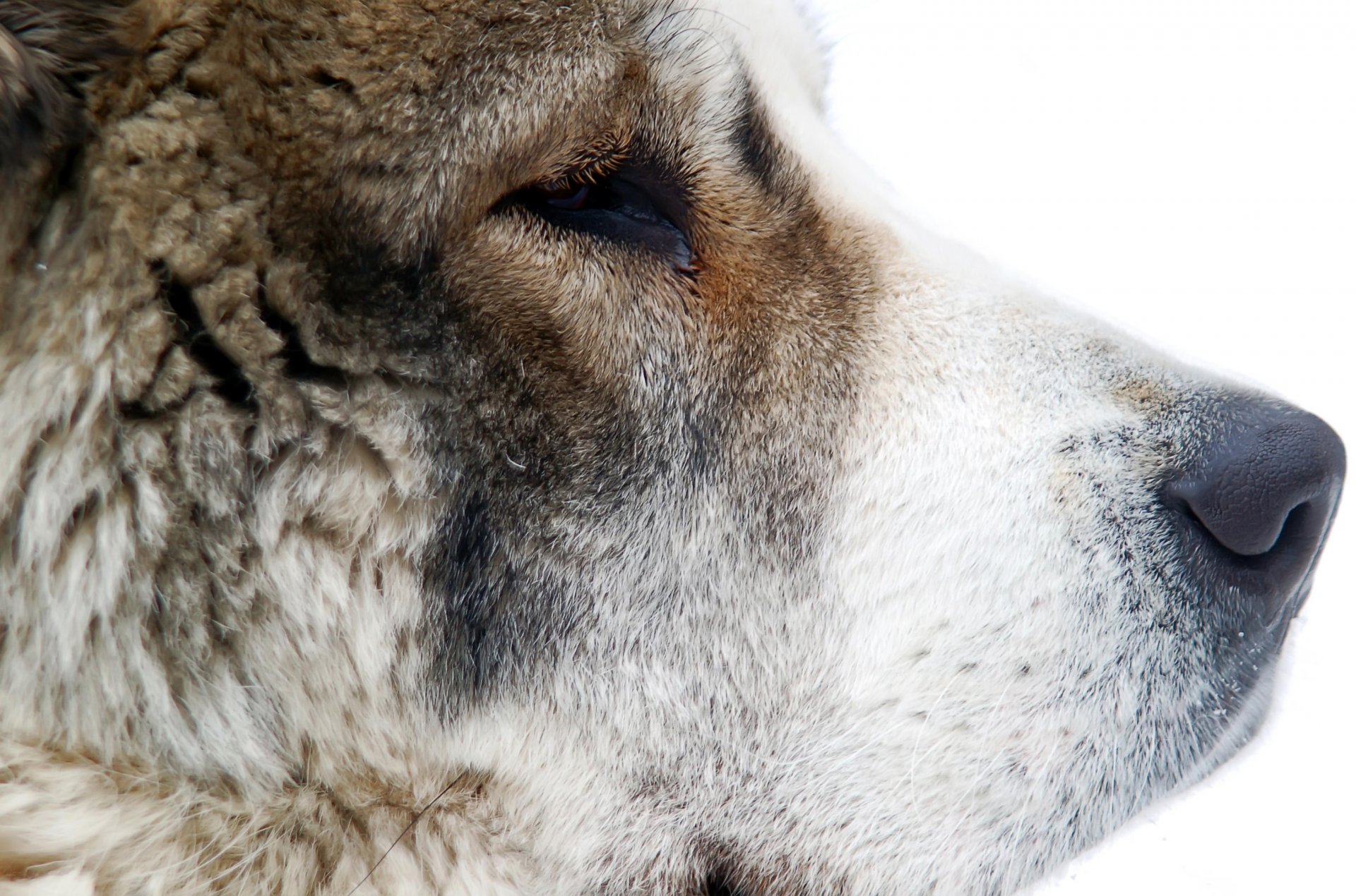 hund schnauze nase wolle zentralasiatischer schäferhund alabai