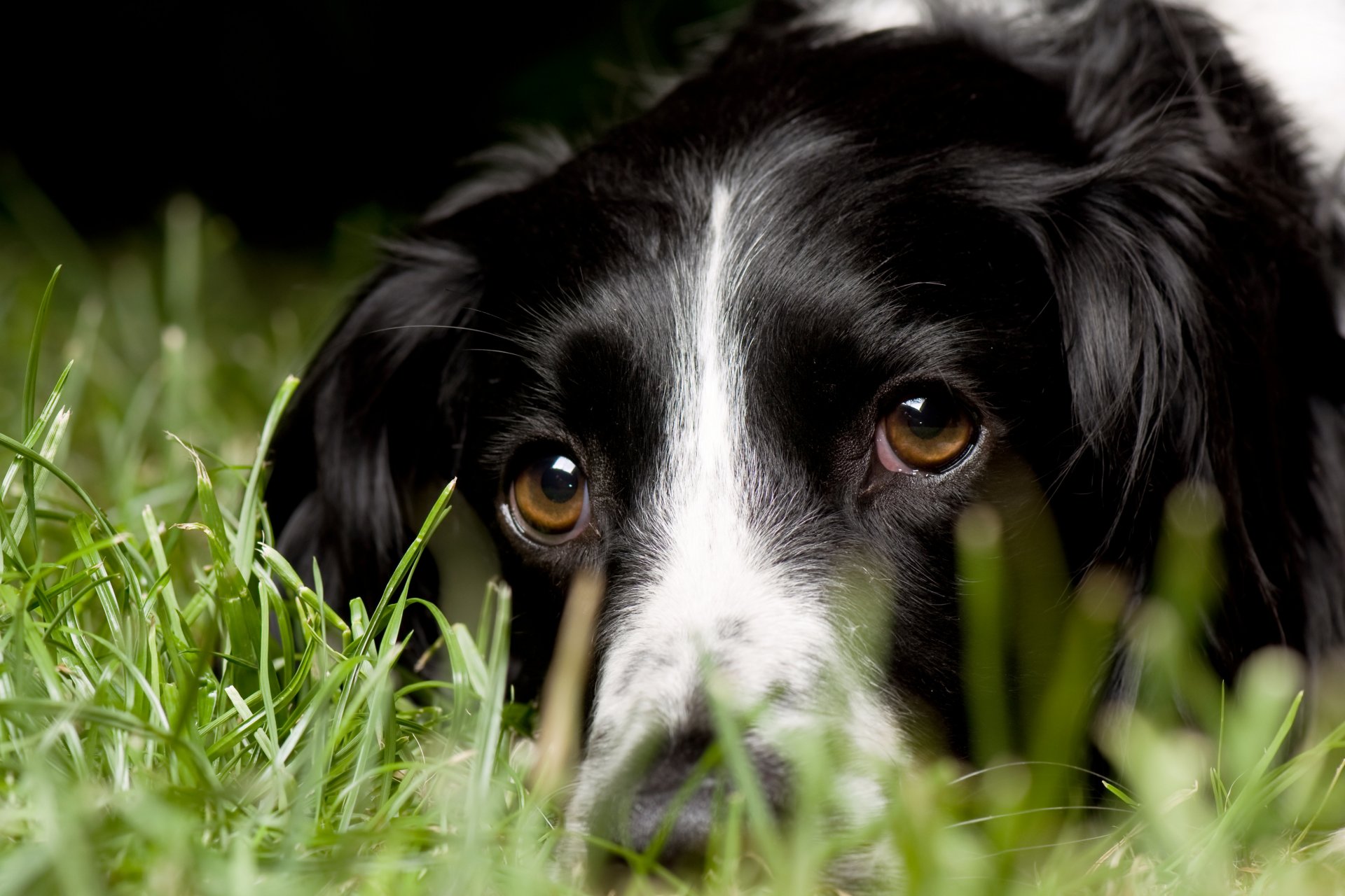 hund blick gras makro englischer springer spaniel