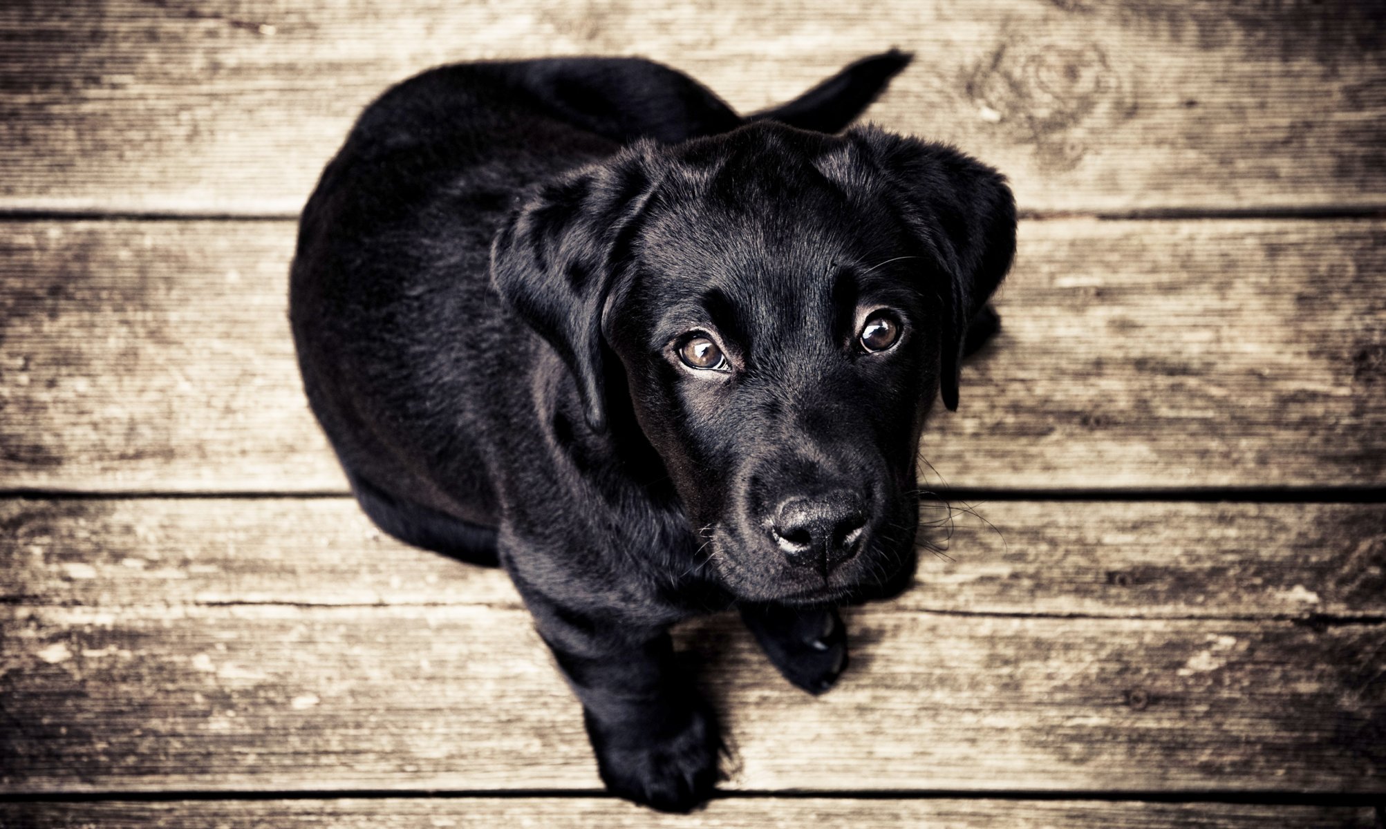 chiot noir chien vue plancher planches