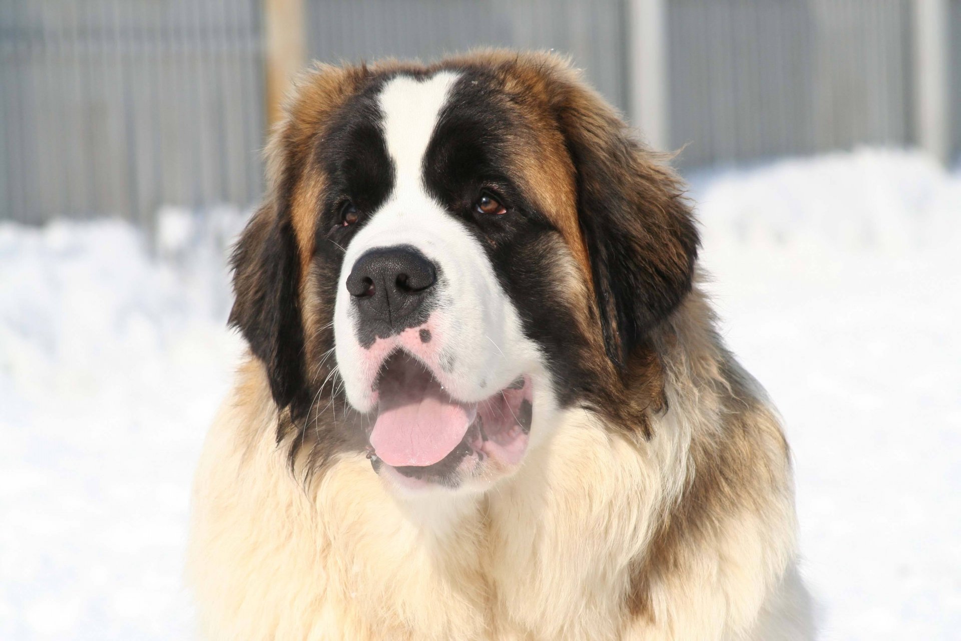 cane mosca cane da guardia inverno