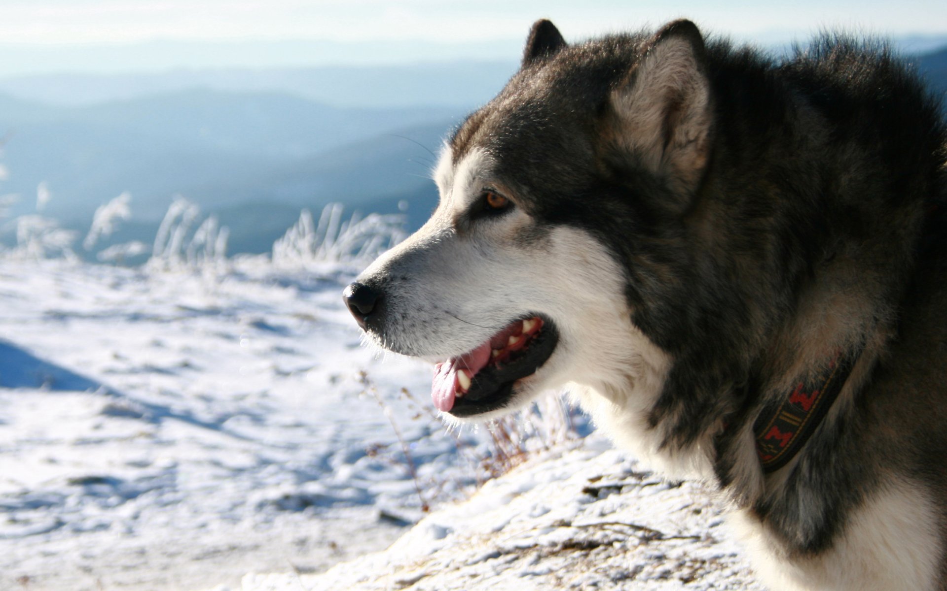 husky rock snow necklace