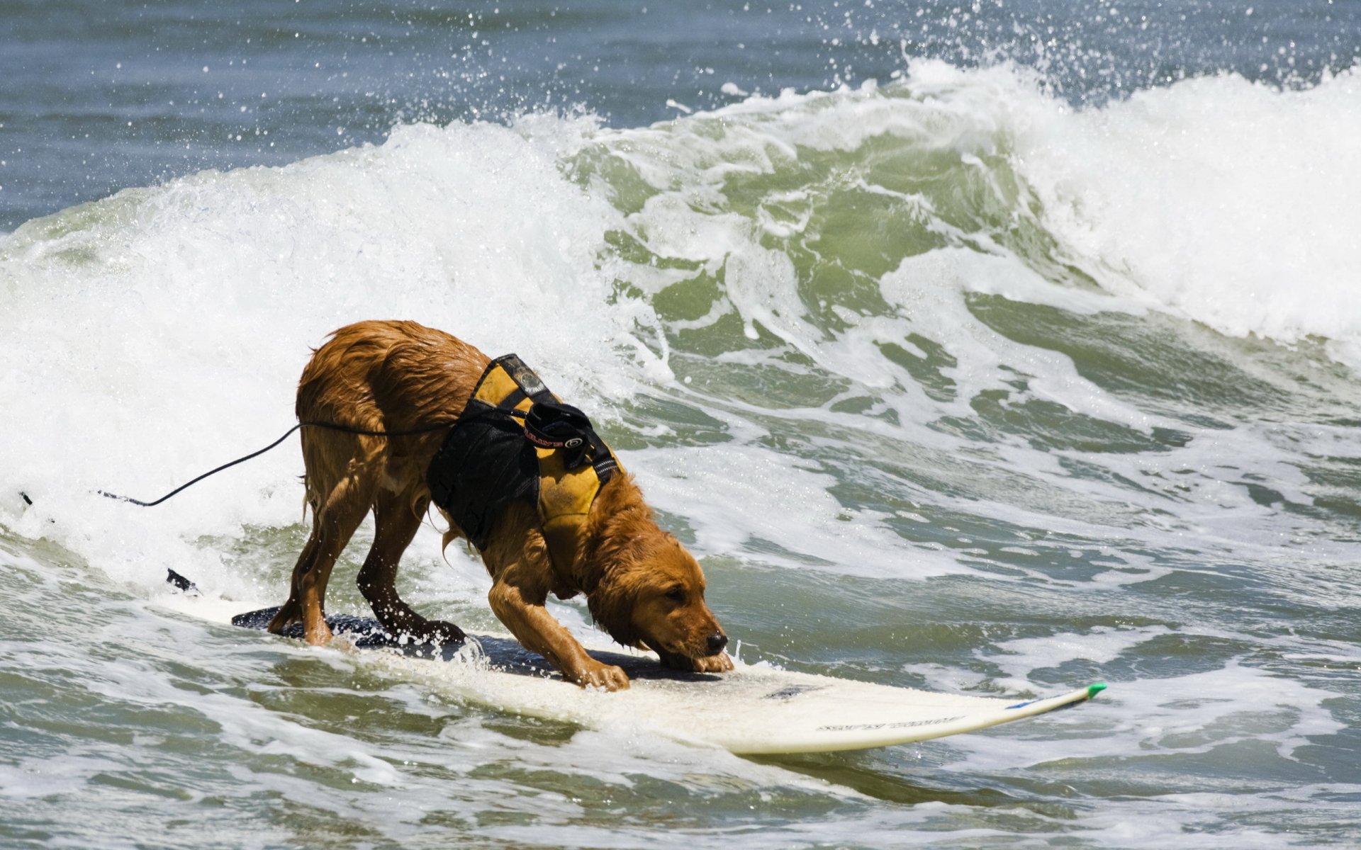 perro tablero mar deportes