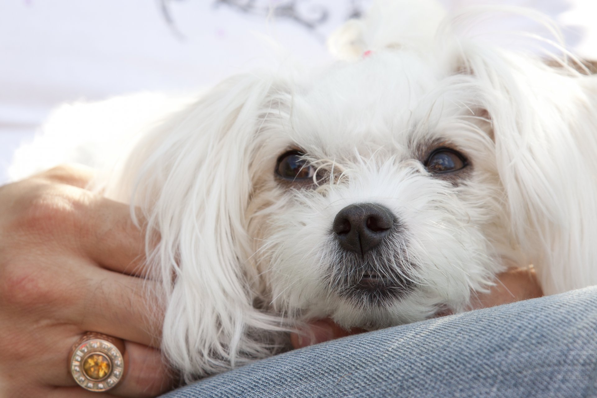 maltese cani cuccioli cagnolino