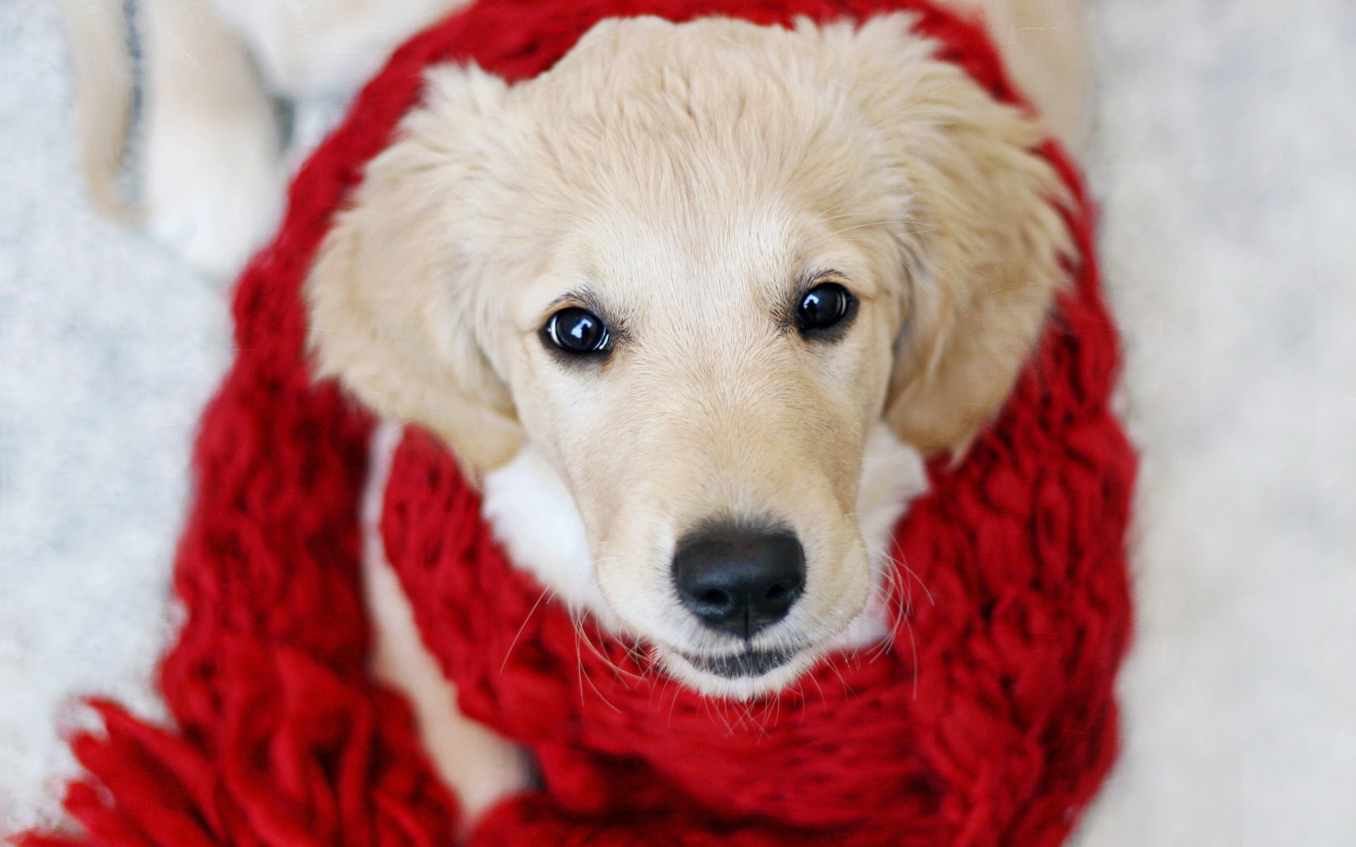 perro mirada amigo