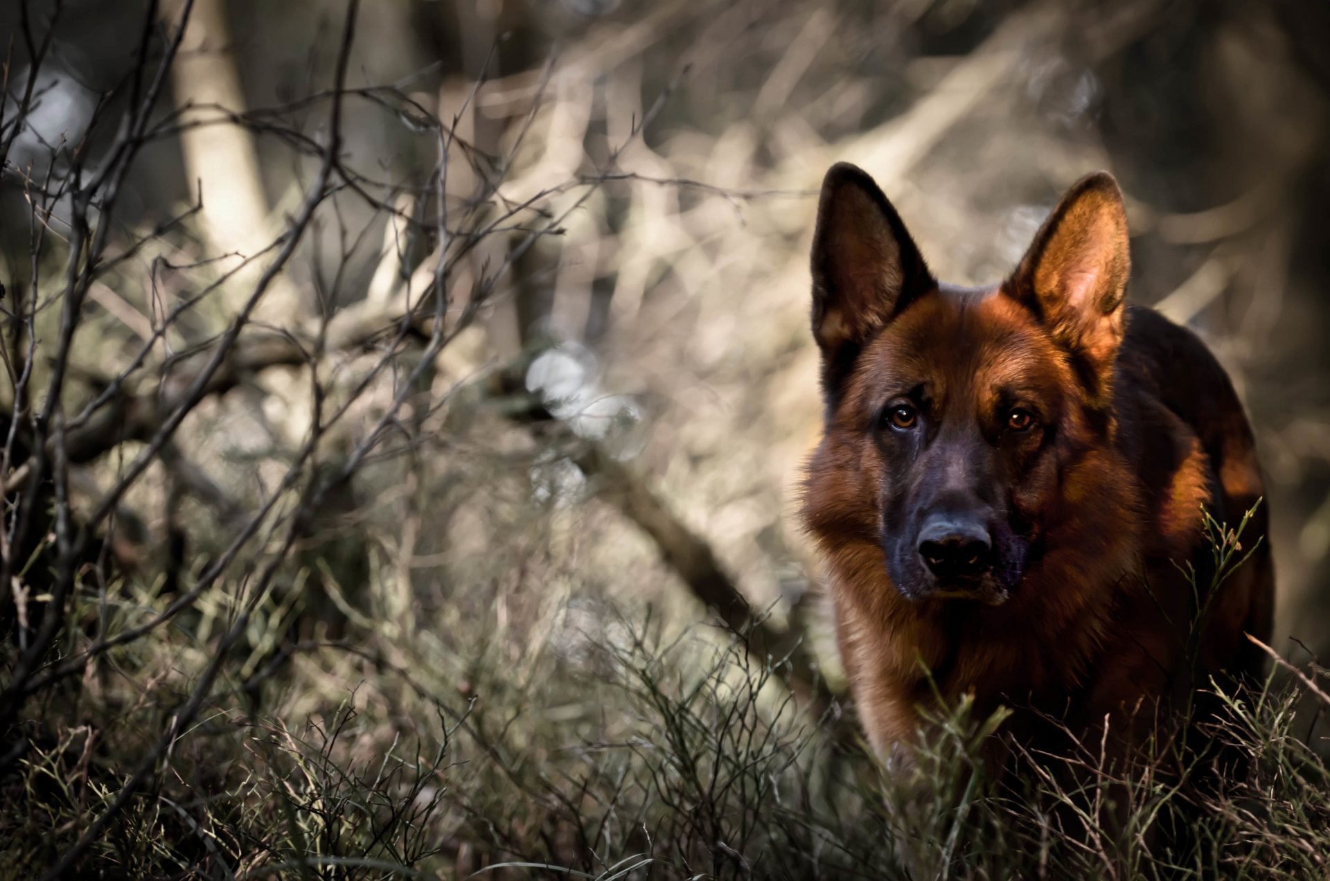 deutscher schäferhund hund blick wald