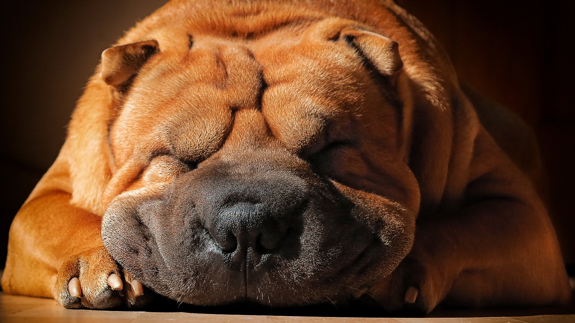 pies shar pei przyjaciel