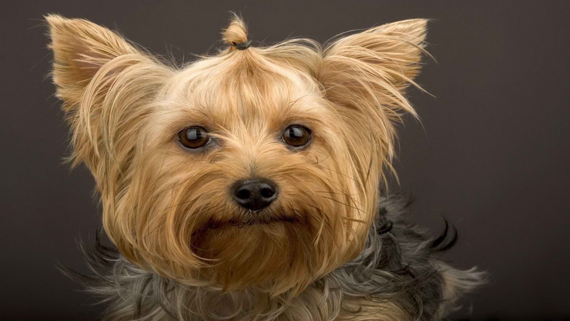 yorkshire terrier schnauze blick wolle