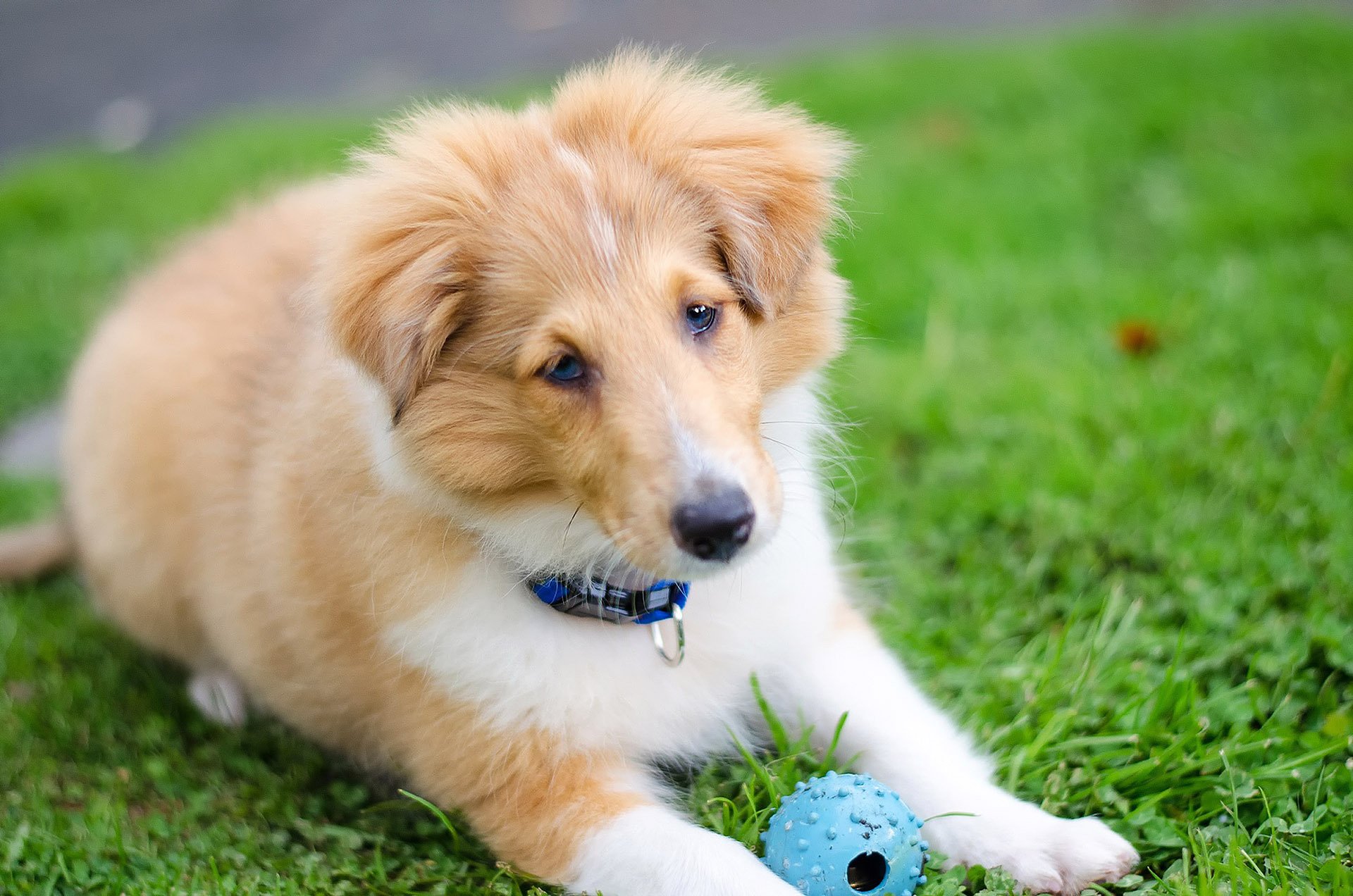 sheltie shetland shepherd chien chiot herbe