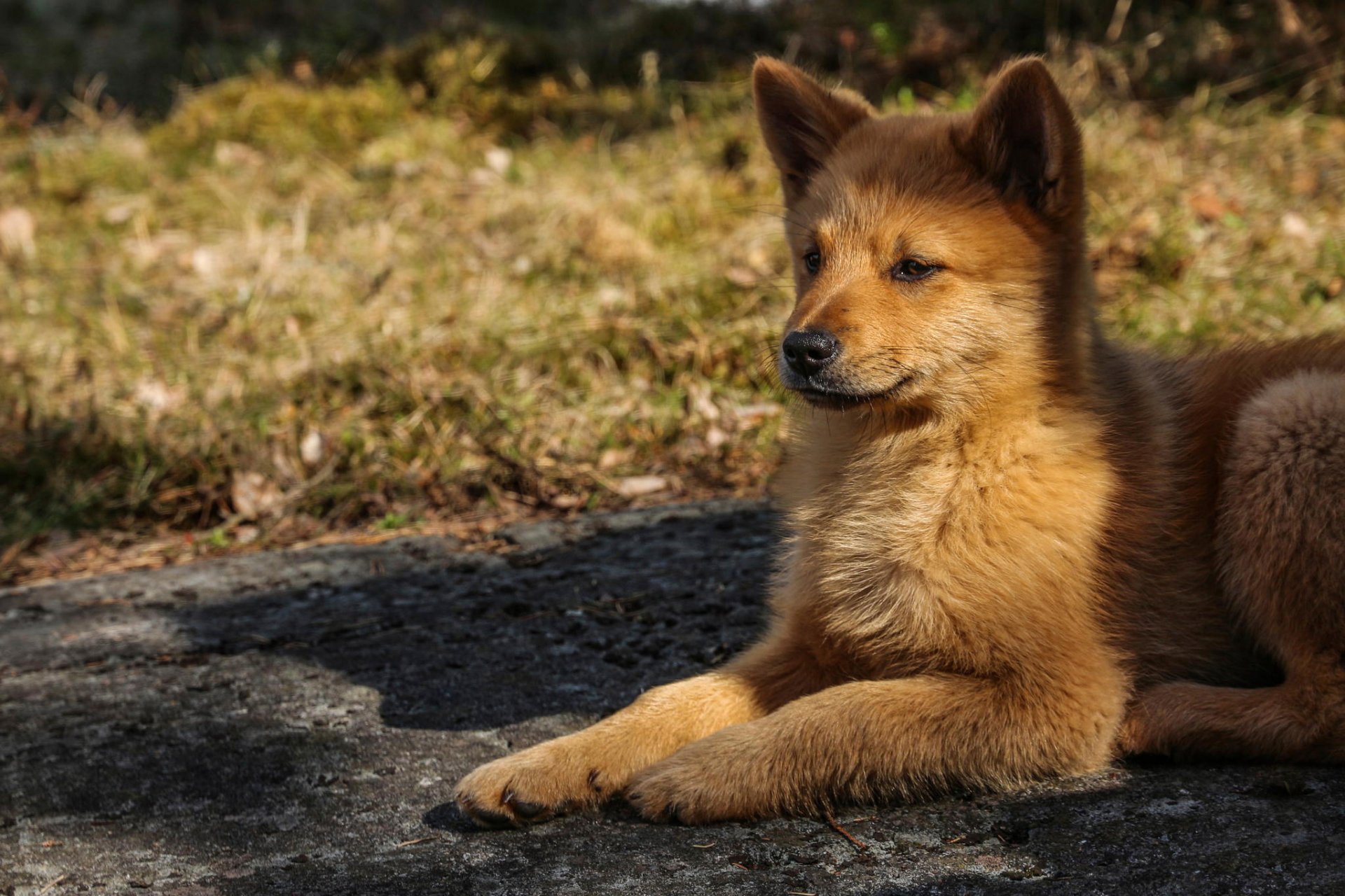 mirada hocico perro