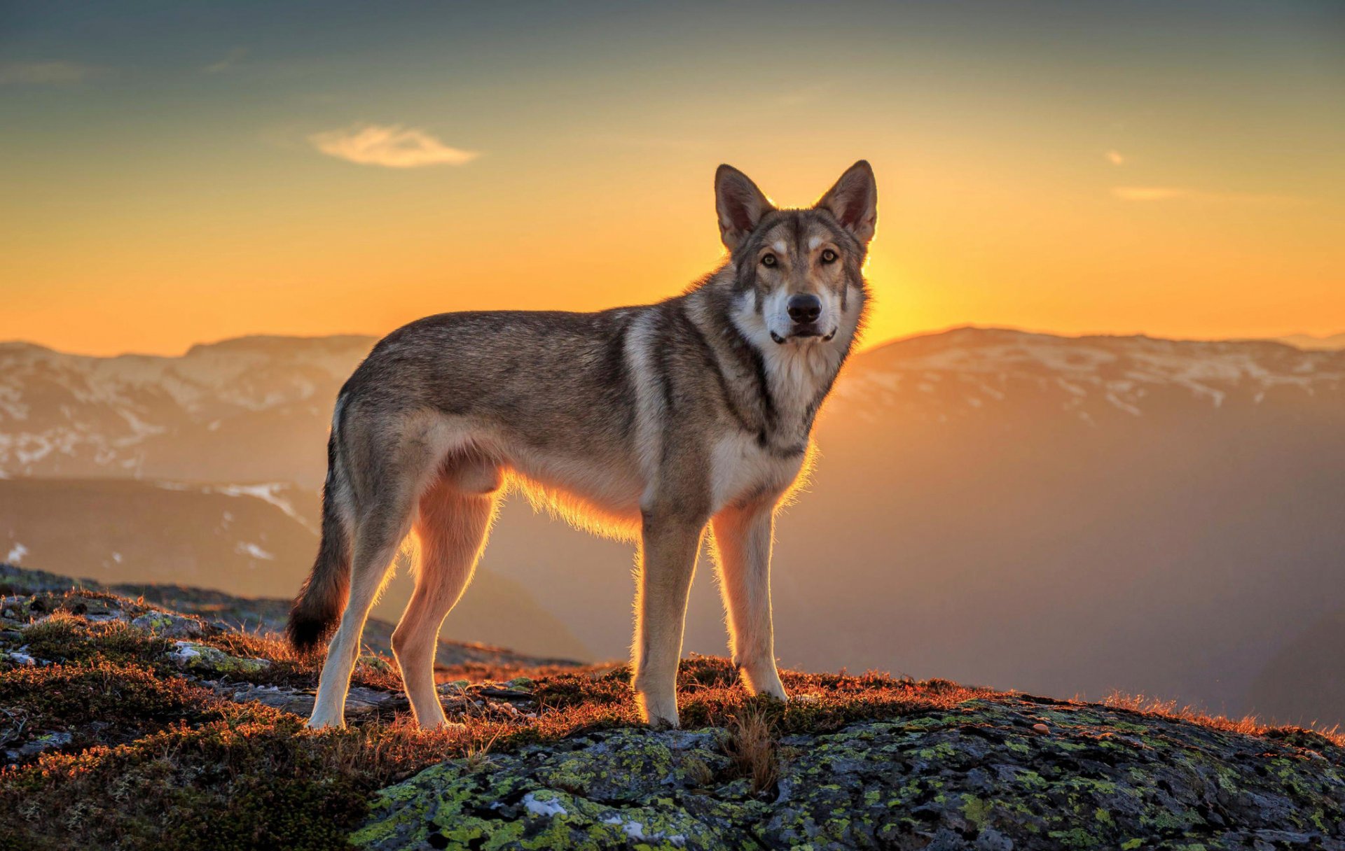 friend look sun landscape dog