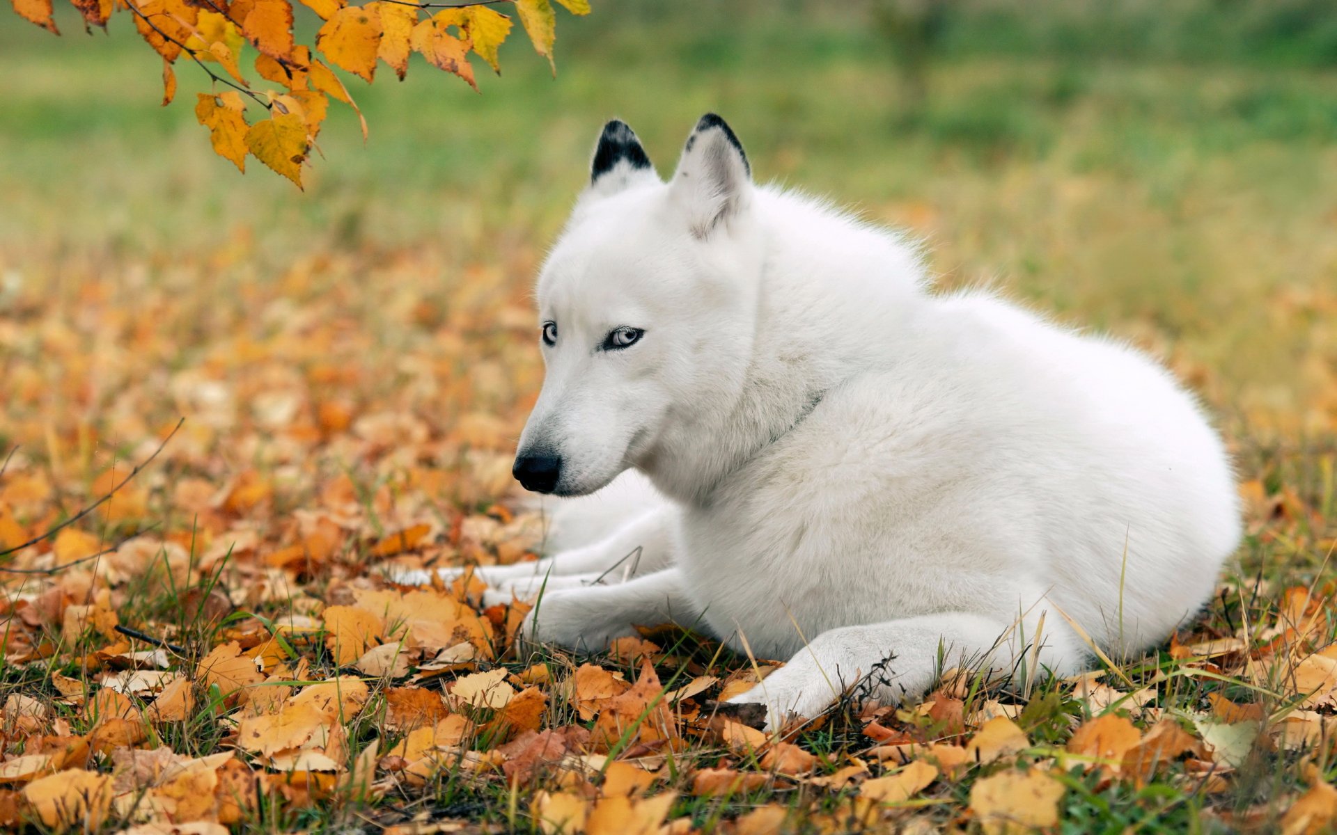 cane amico husky