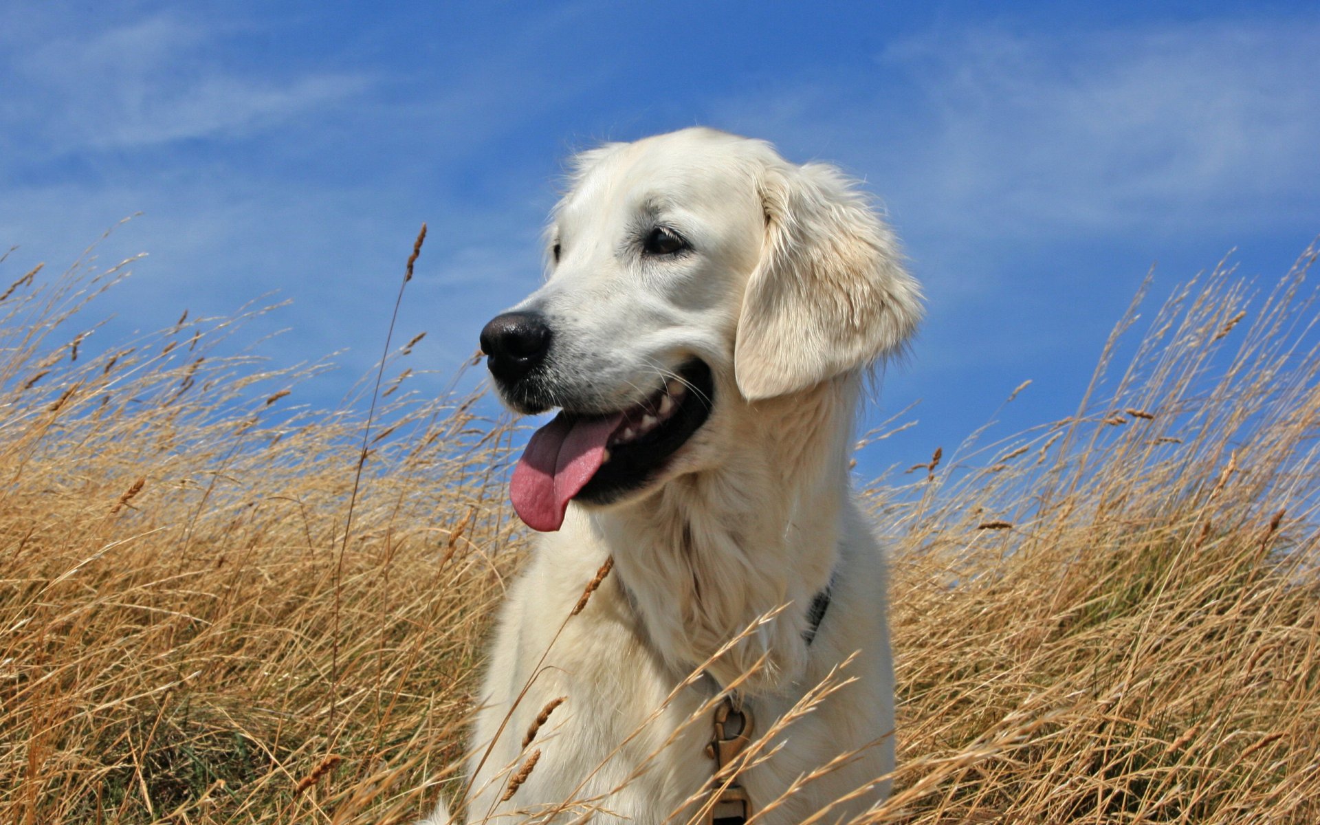 cane cielo campo