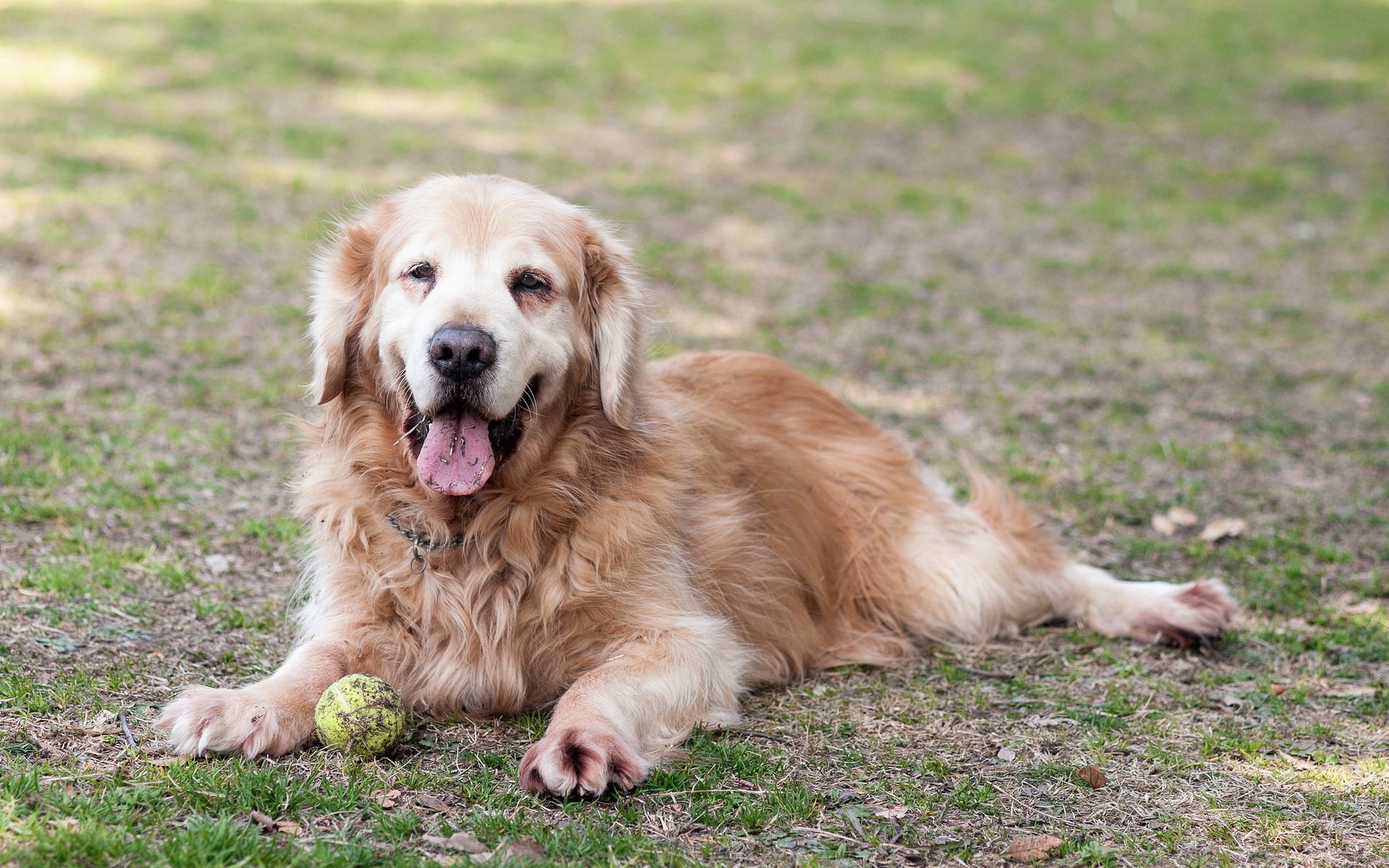 chien retriever ami