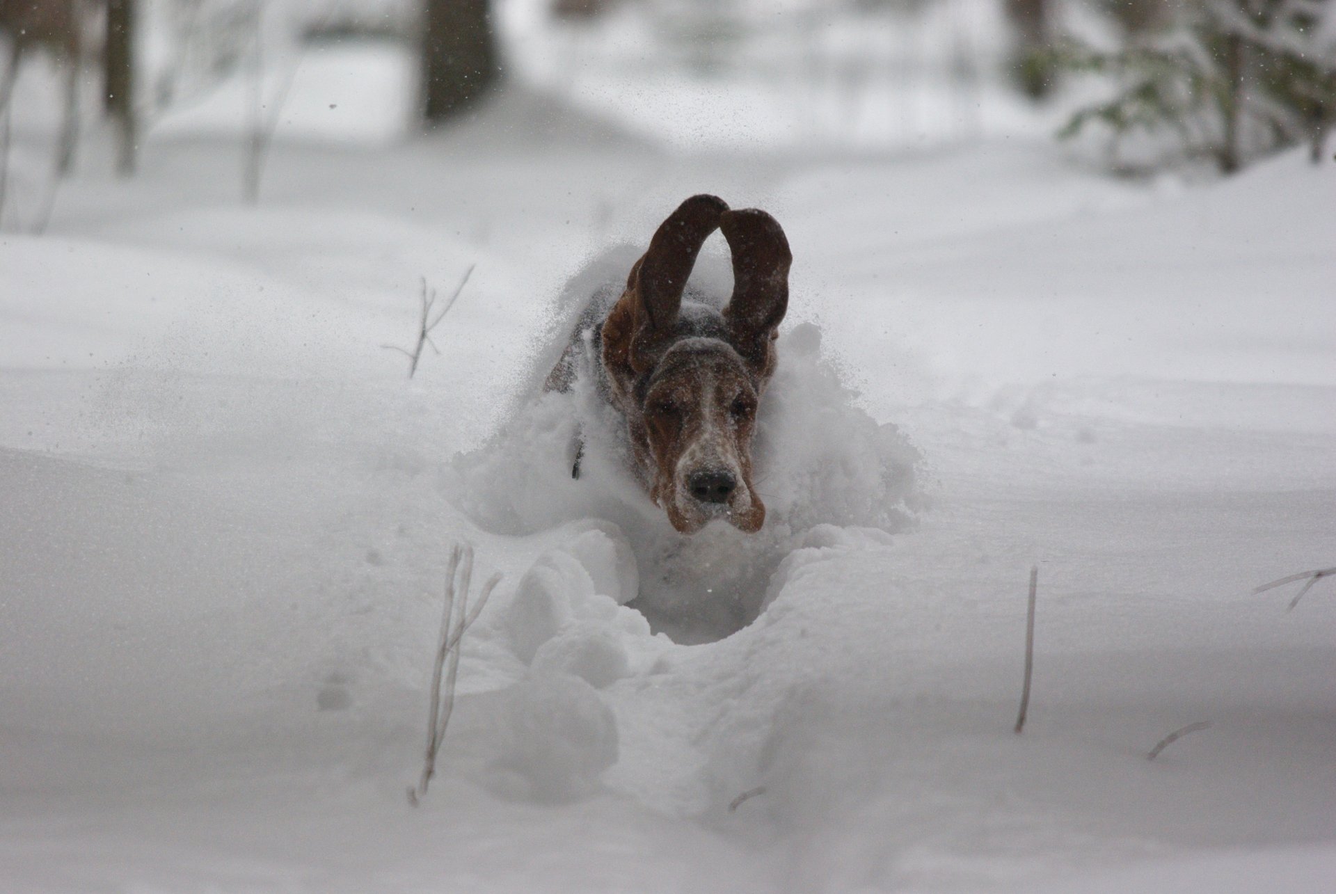 cane orecchie neve velocità