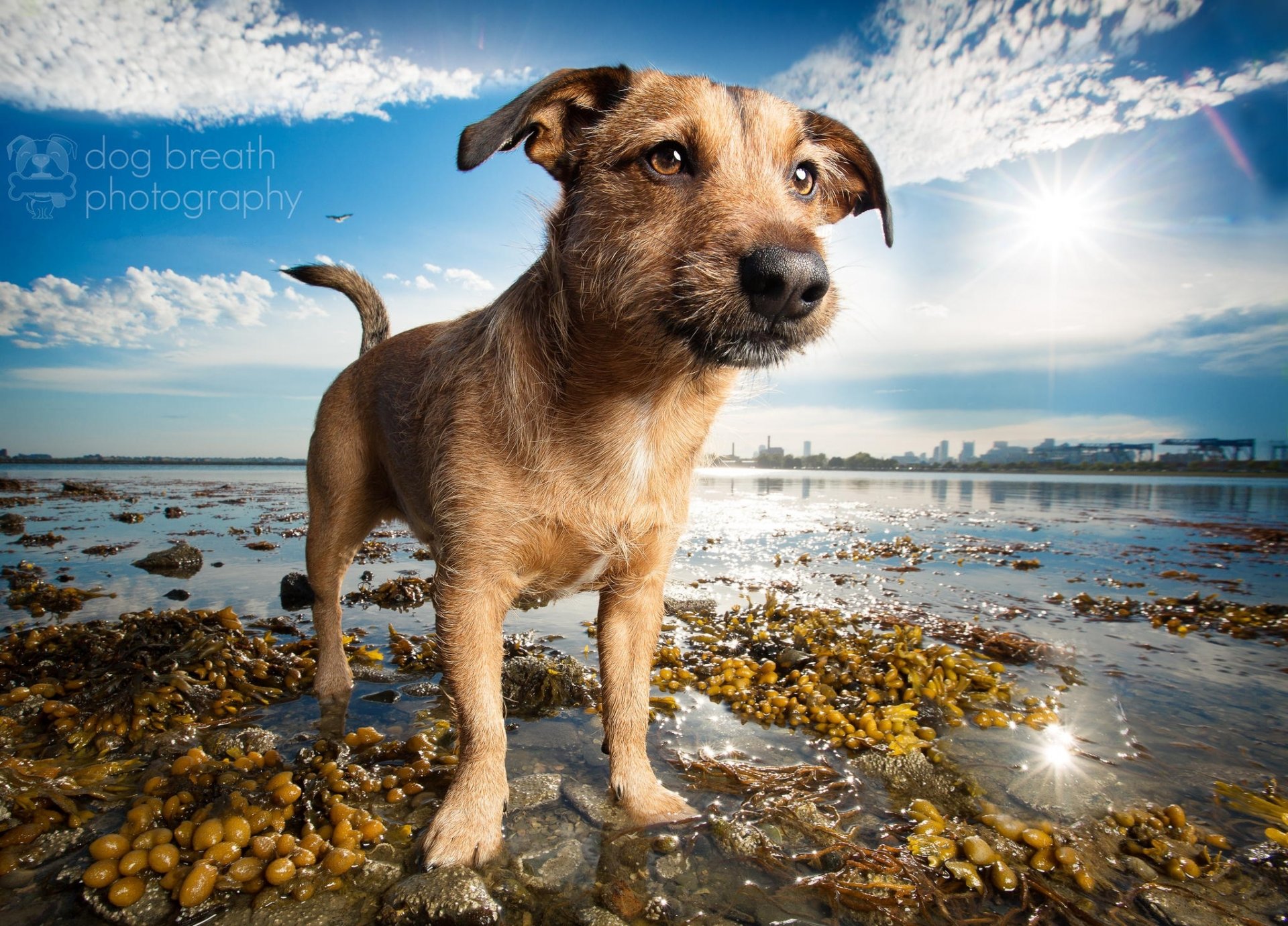 cane spiaggia lago riva amico