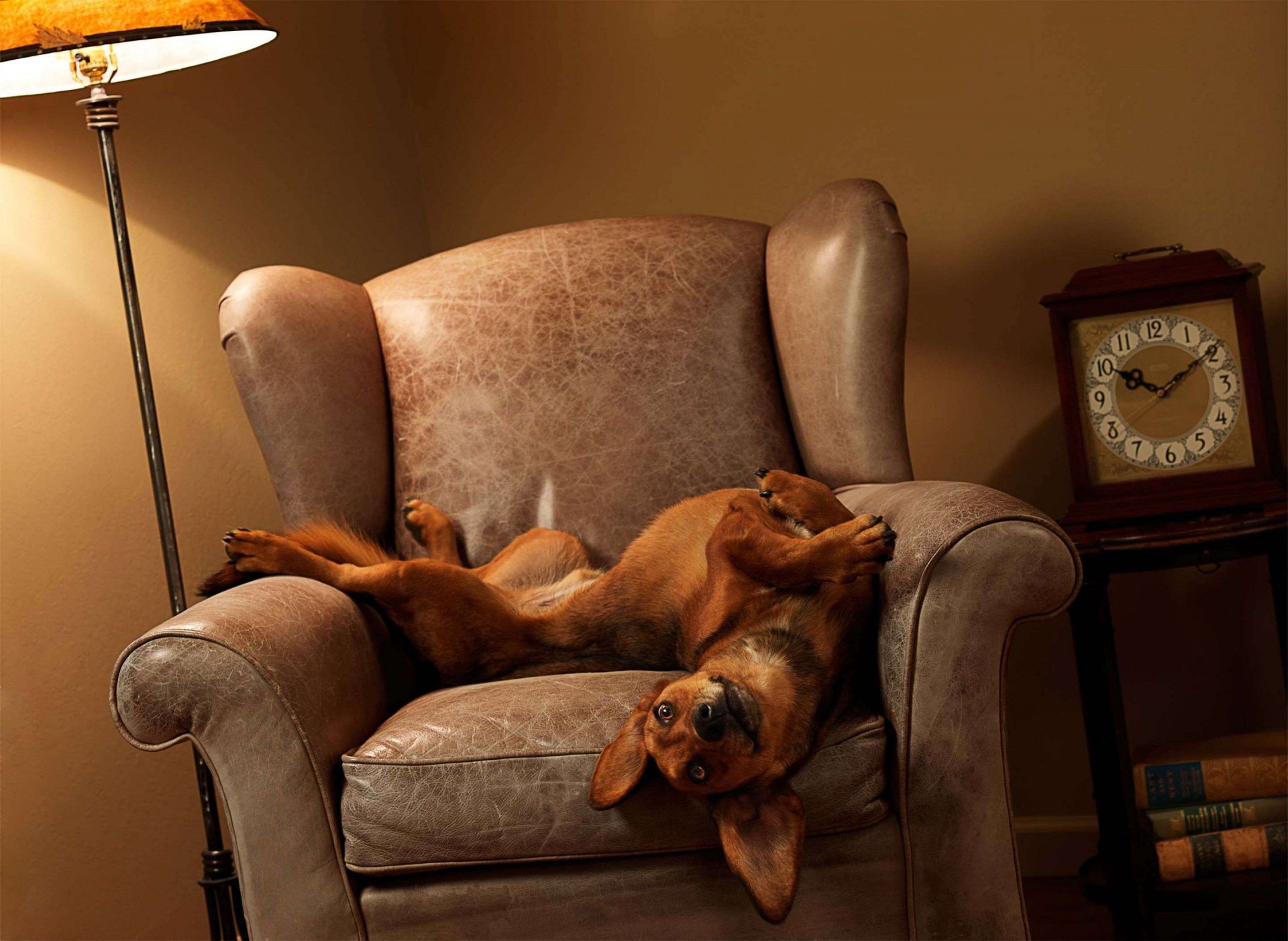 dog watches chair