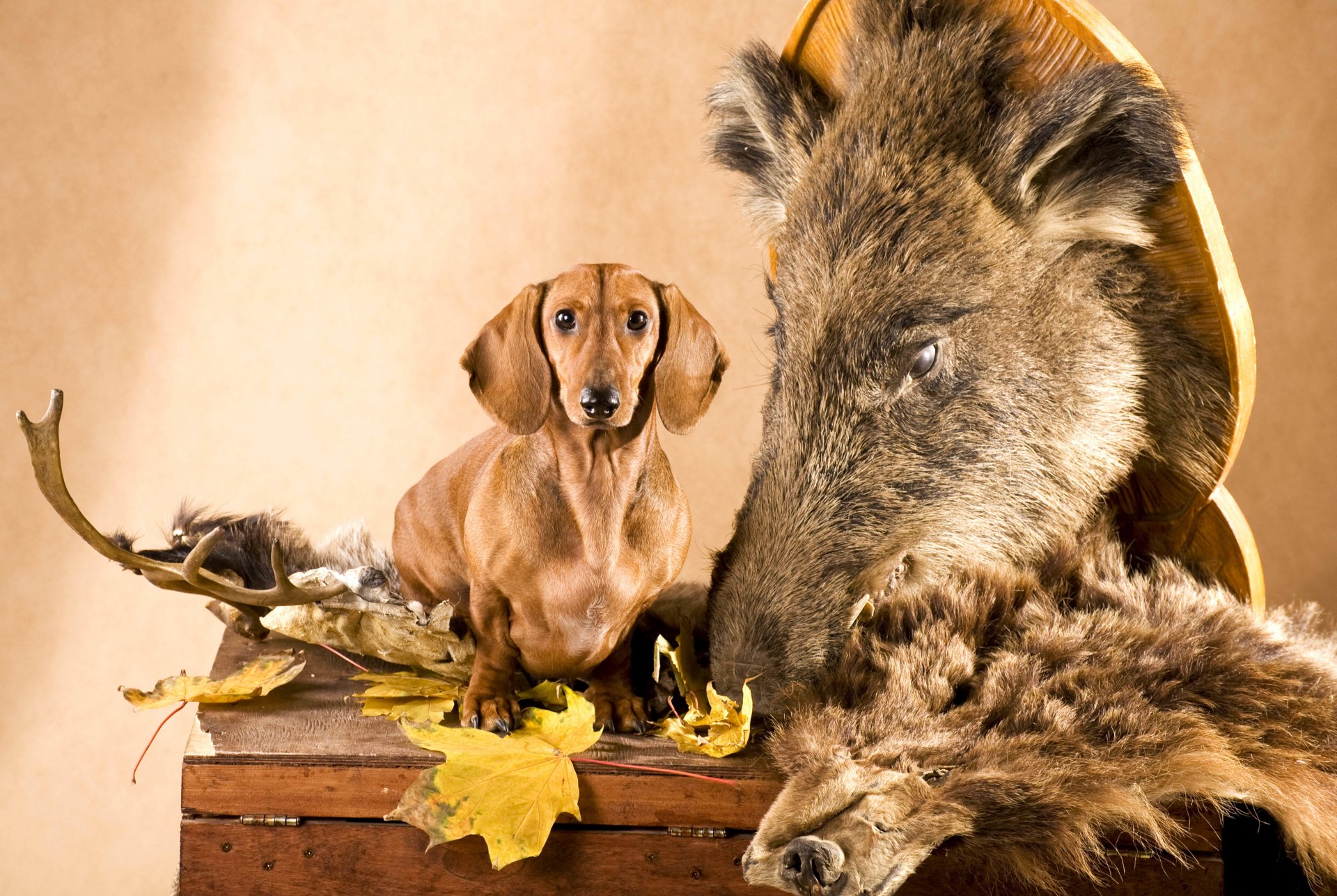 teckel chien tête sanglier feuilles peau coffre cornes chasseur