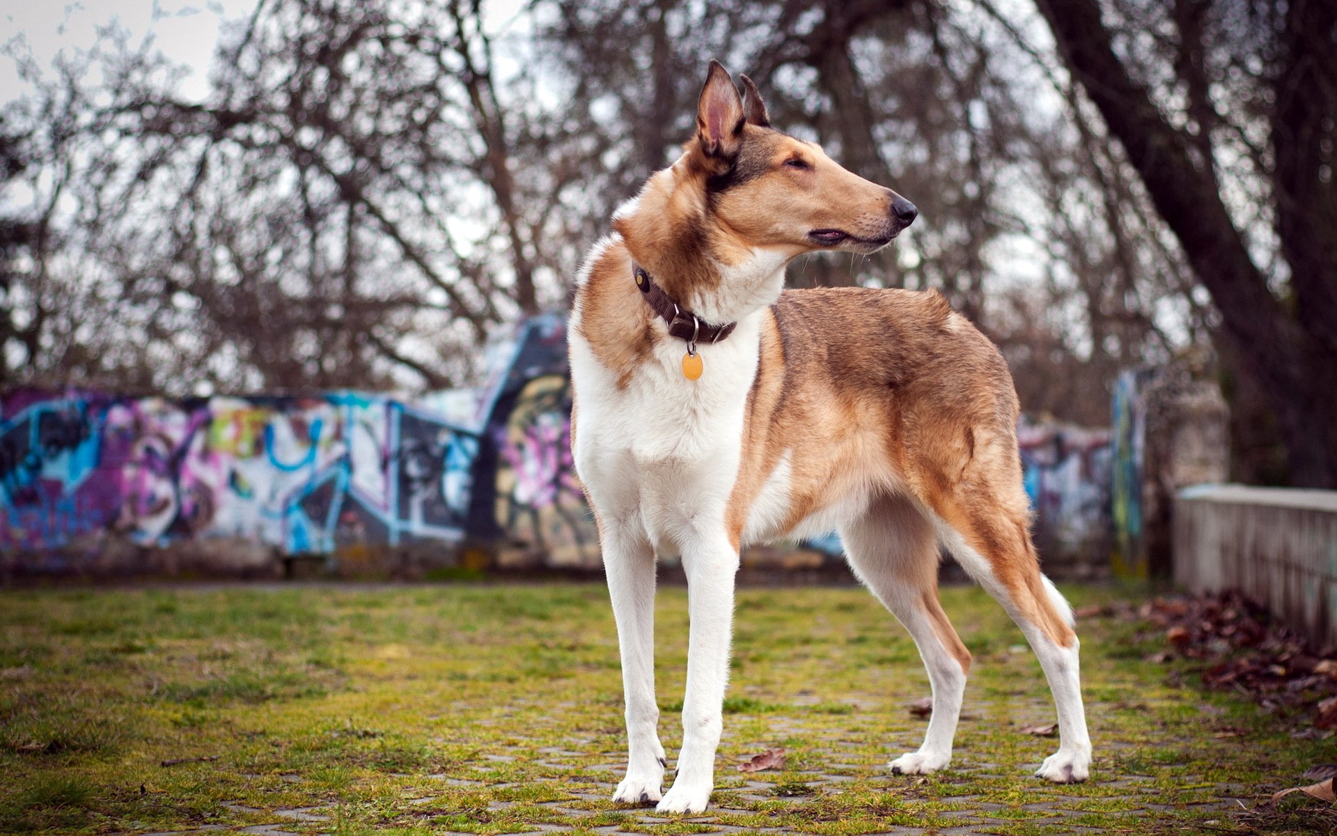 perro campo verano