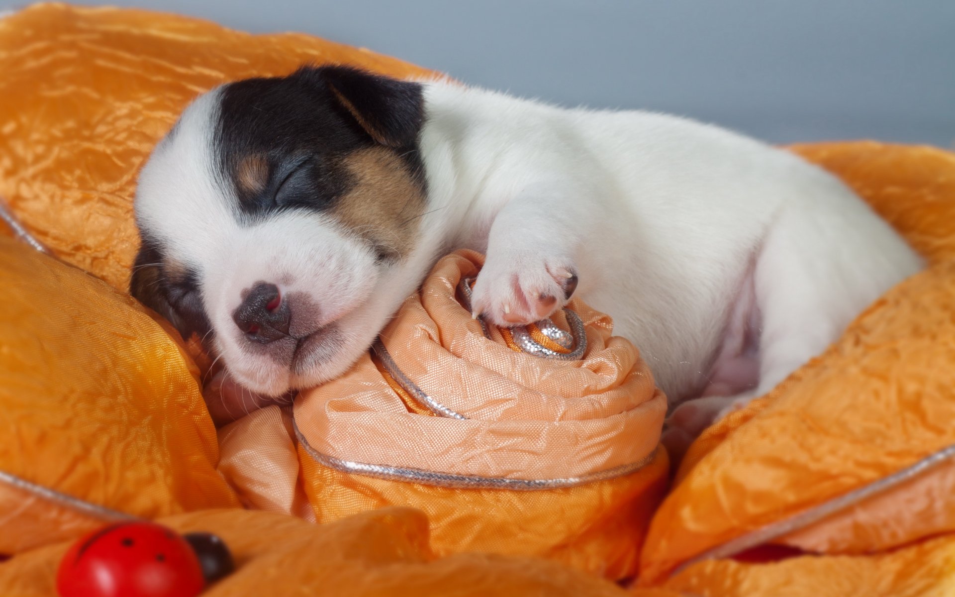 perro cachorro fondo