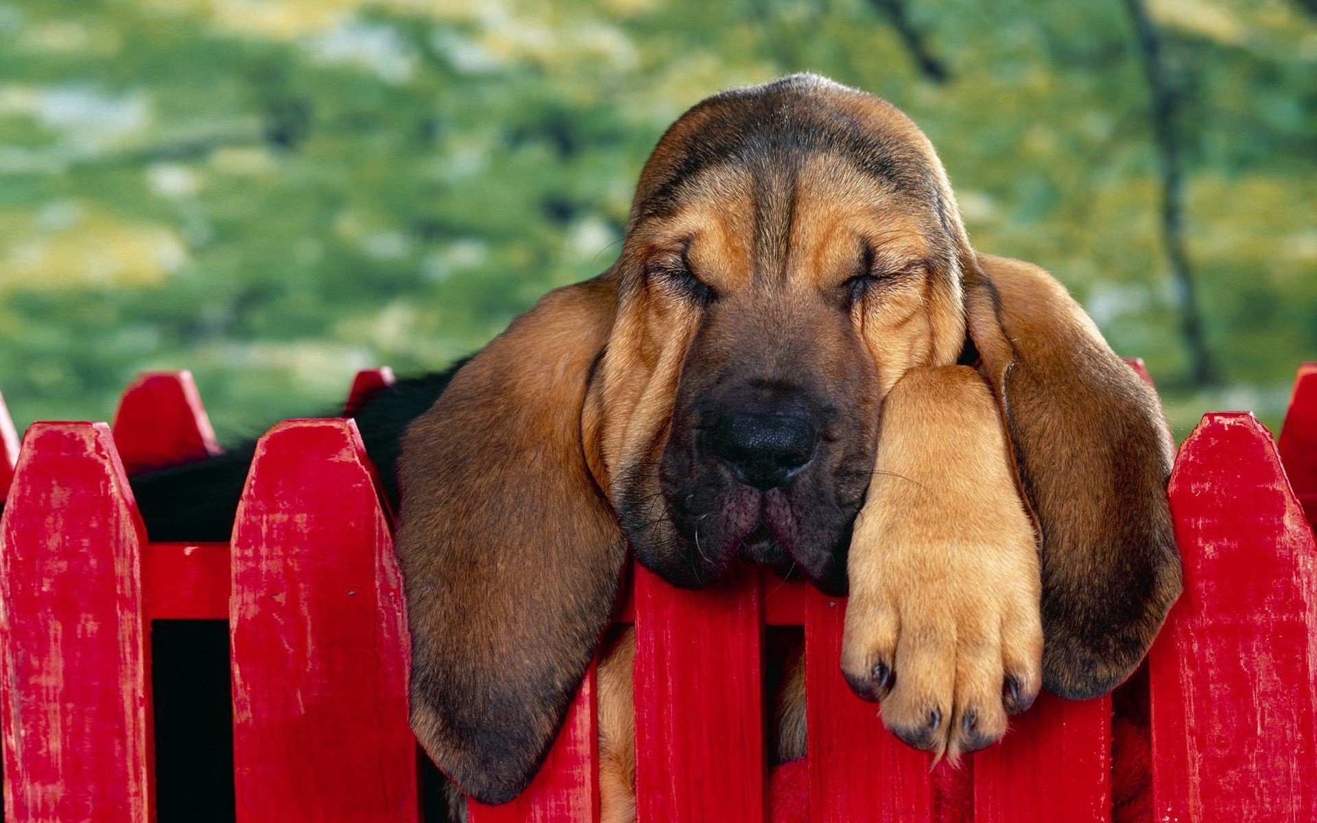 bloodhound fence ears face paw