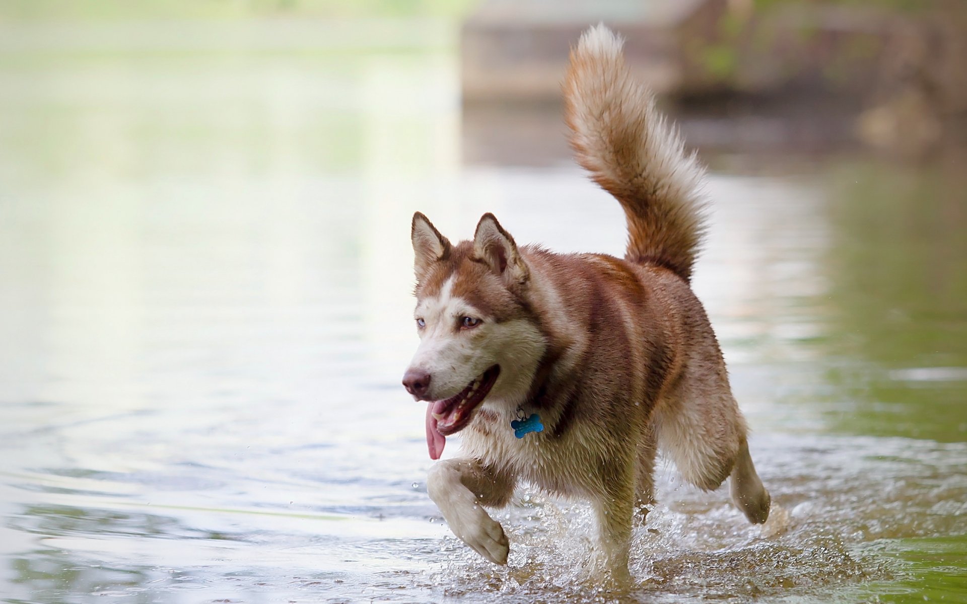 hund freund fluss