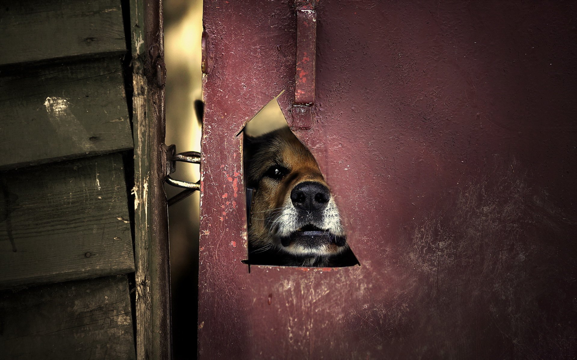 cane porta sfondo