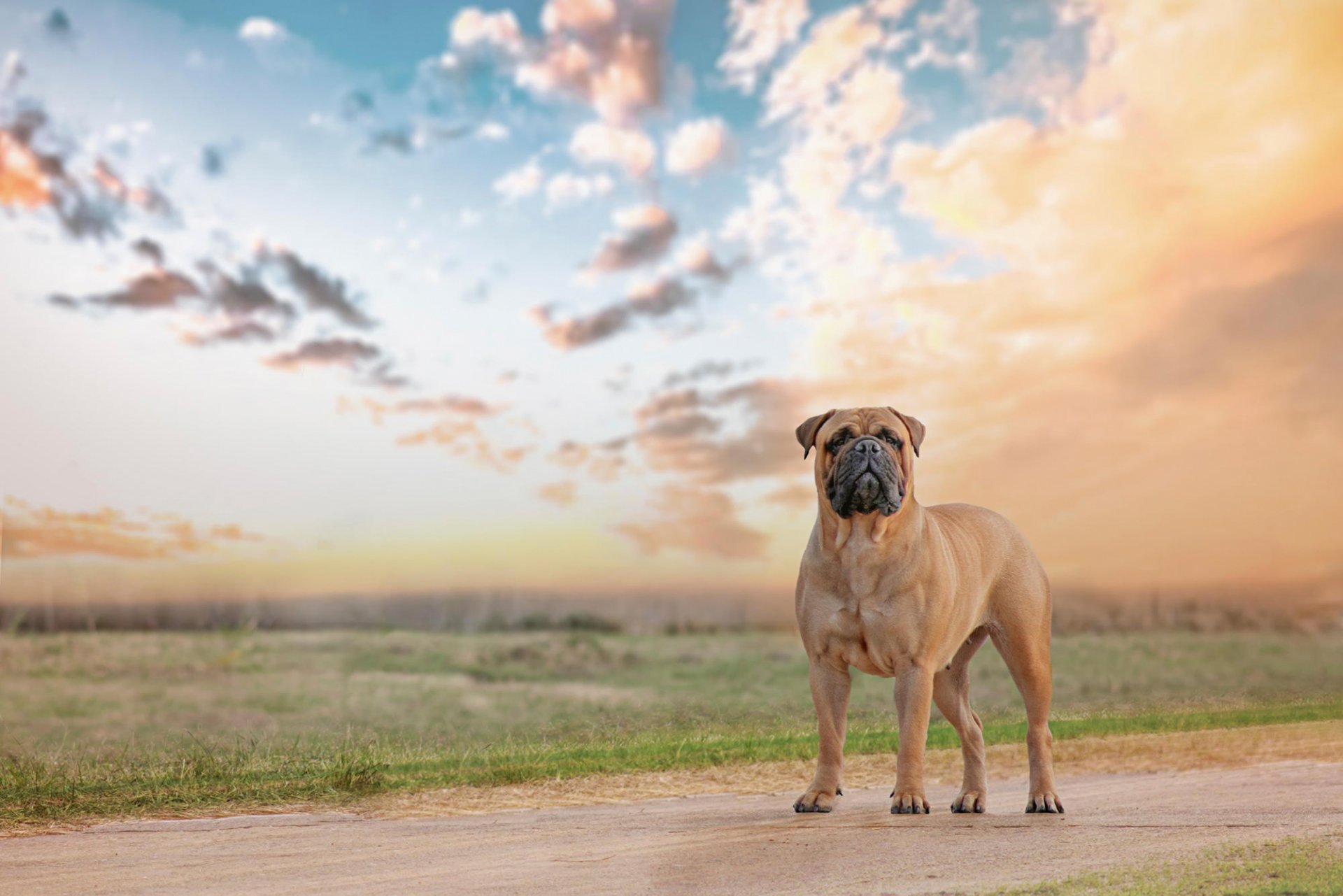 bullmastiff sguardo amico cane