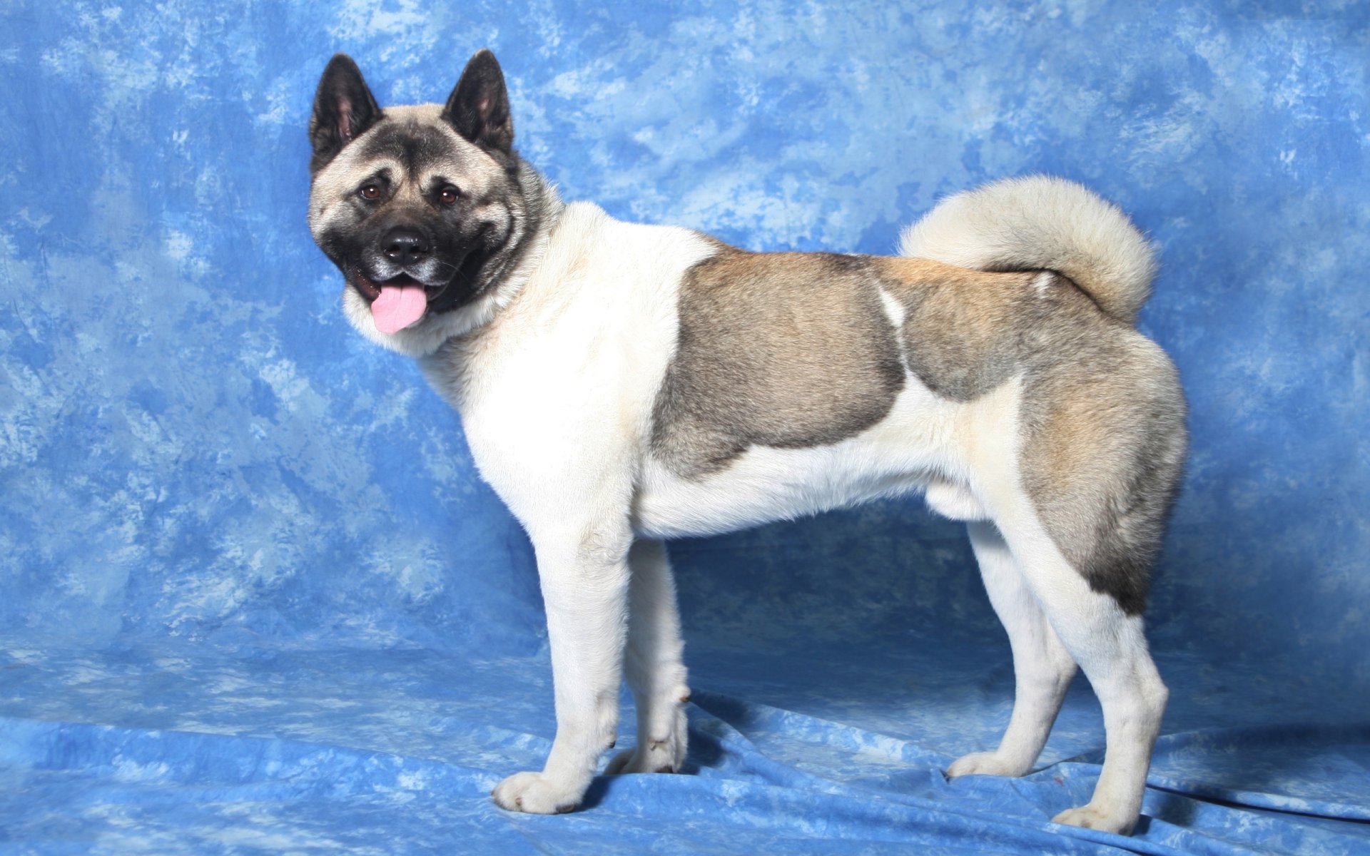 sfondi cani animali akita-inu muso occhi lingua sfondo blu