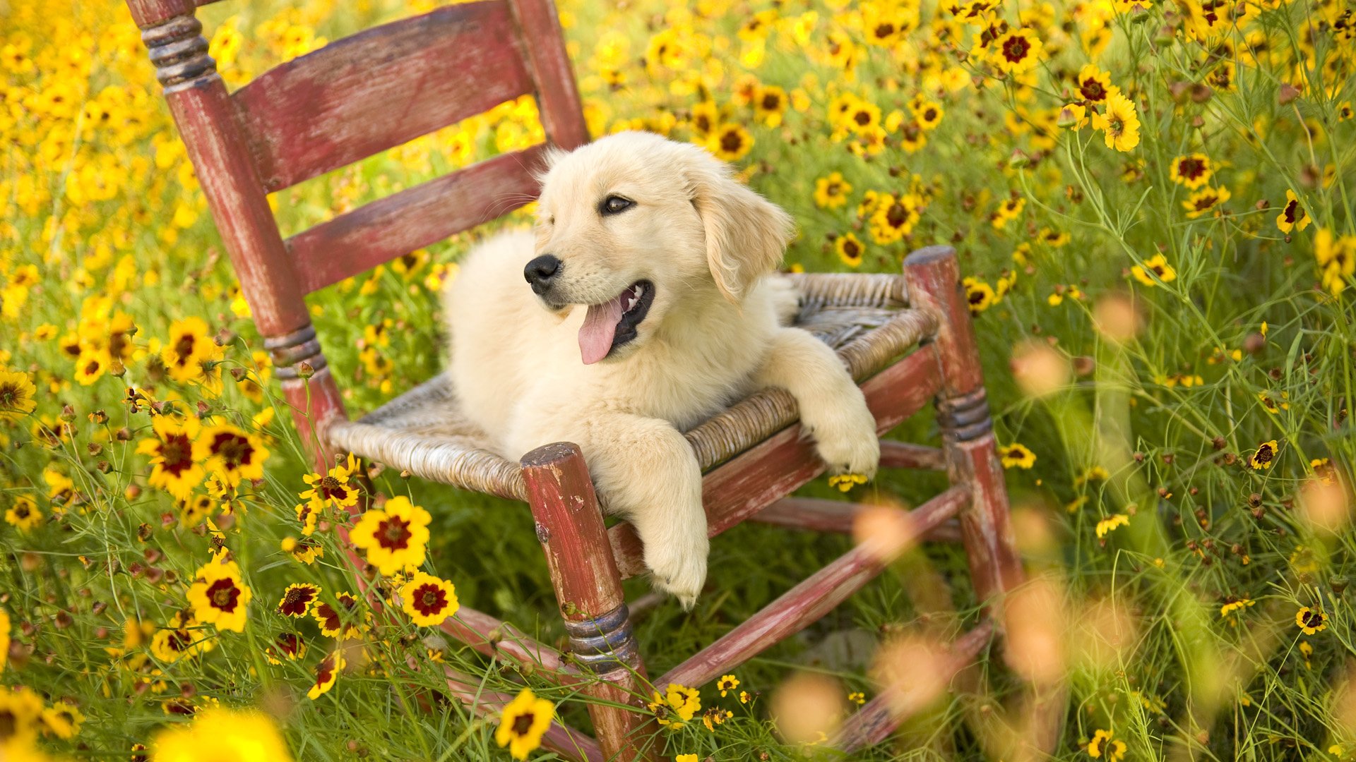 cachorro lengua silla campo claro flores