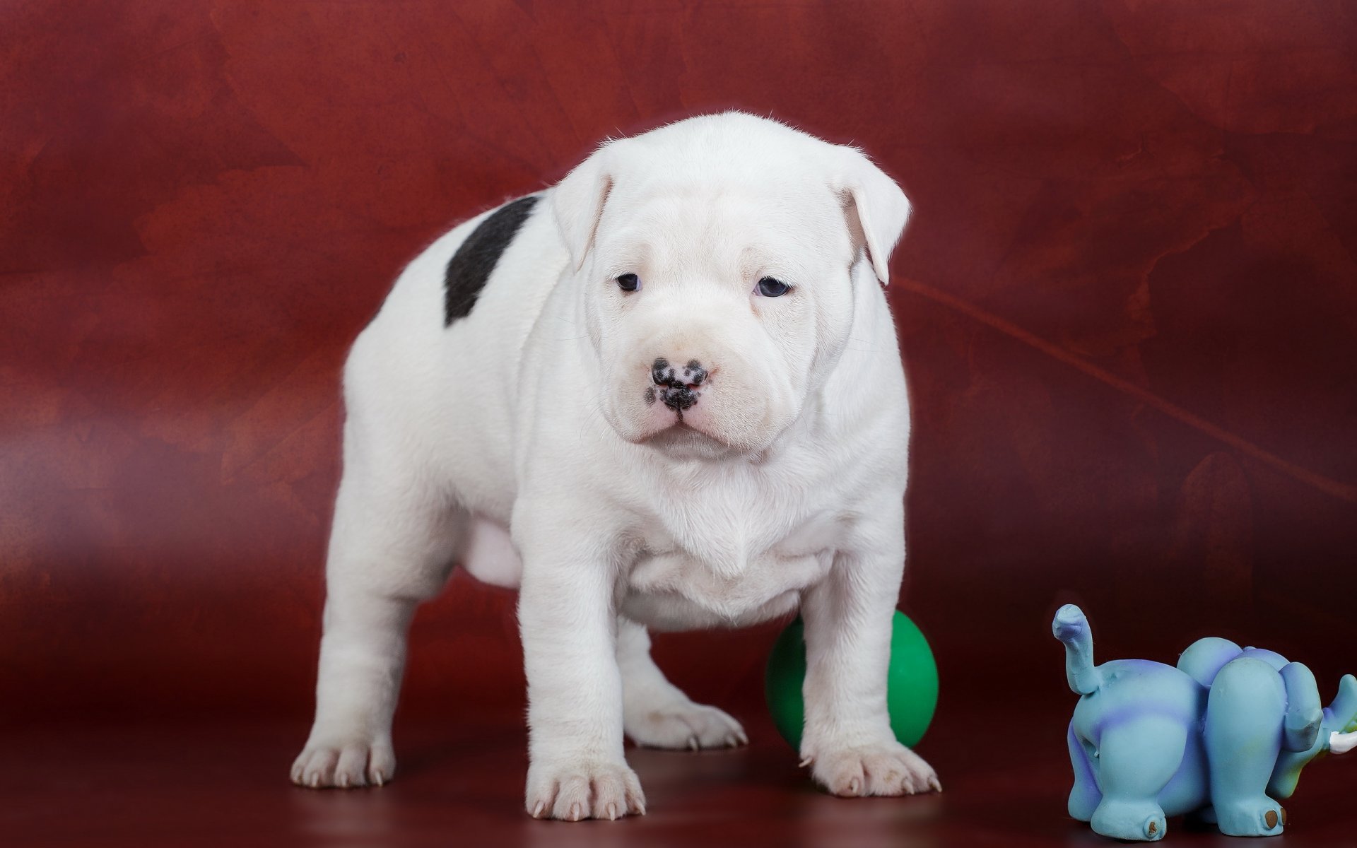 amstaff chiot chien