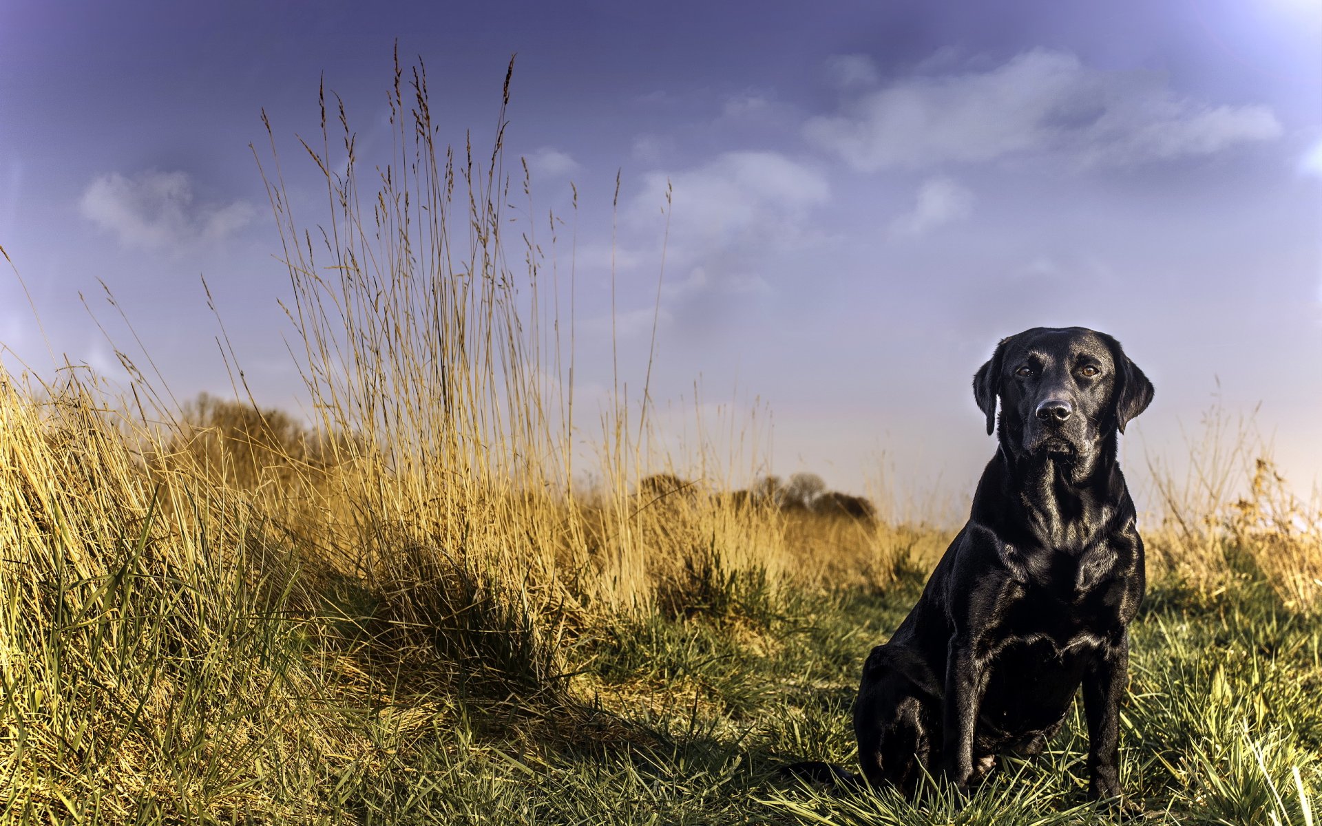 chien vue ami labrador