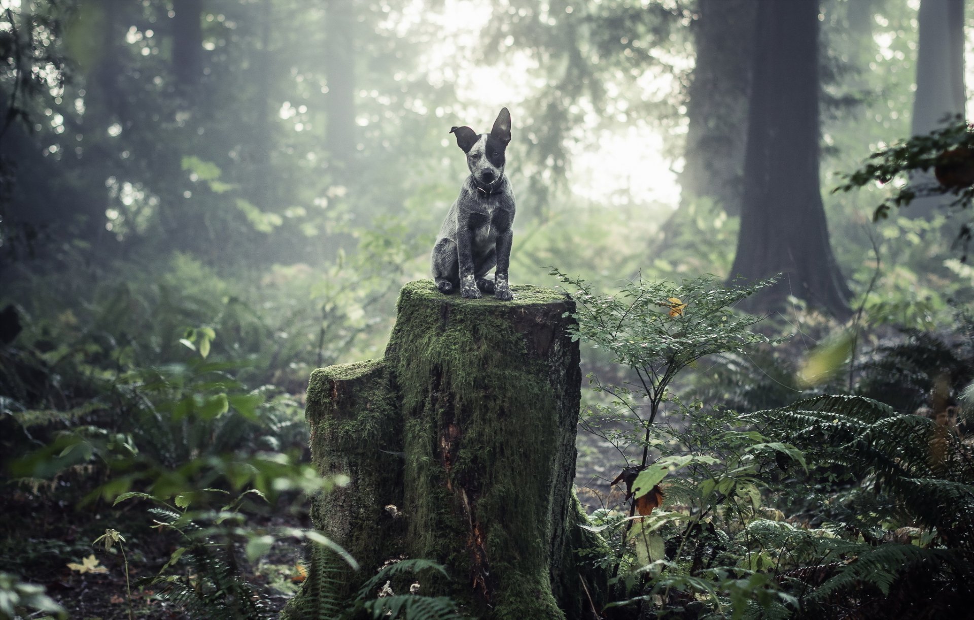 chien vue ami forêt