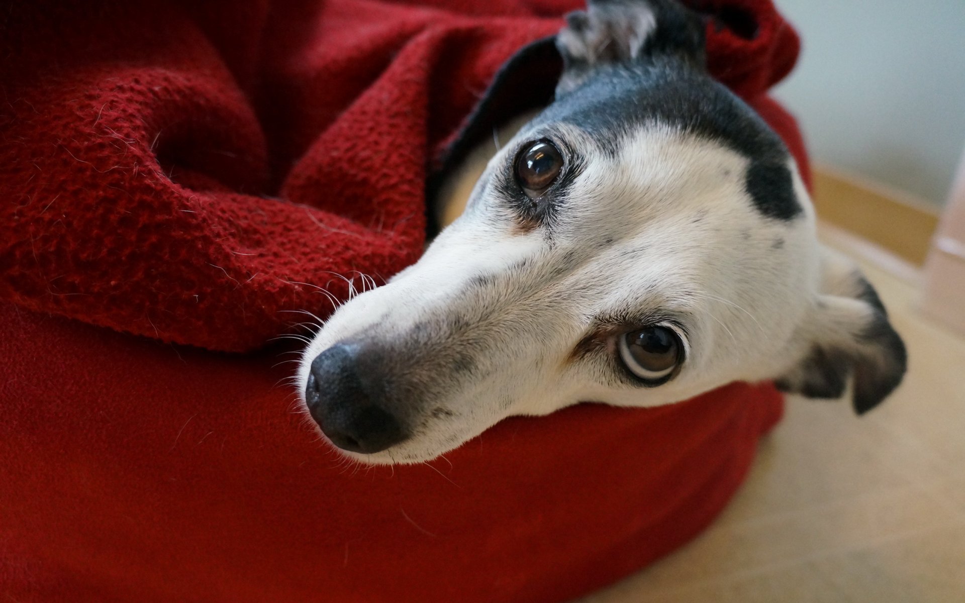 cane sguardo amico