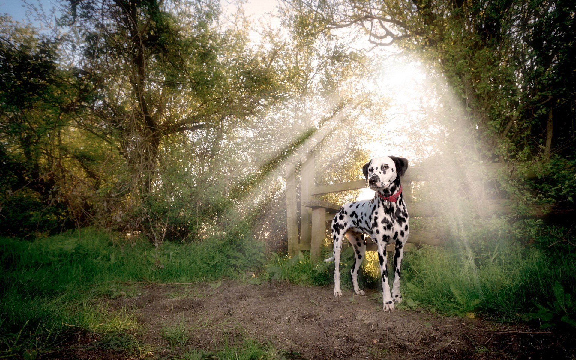 hund blick freund