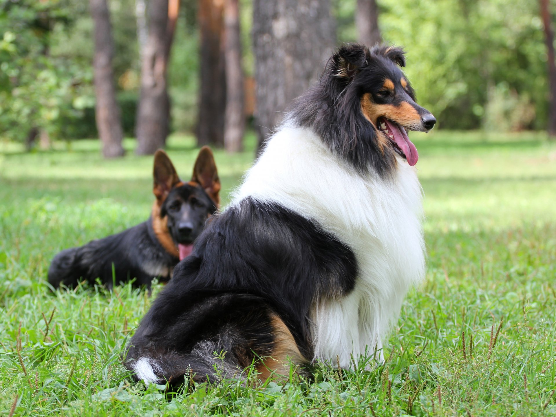 hund collie schäferhund