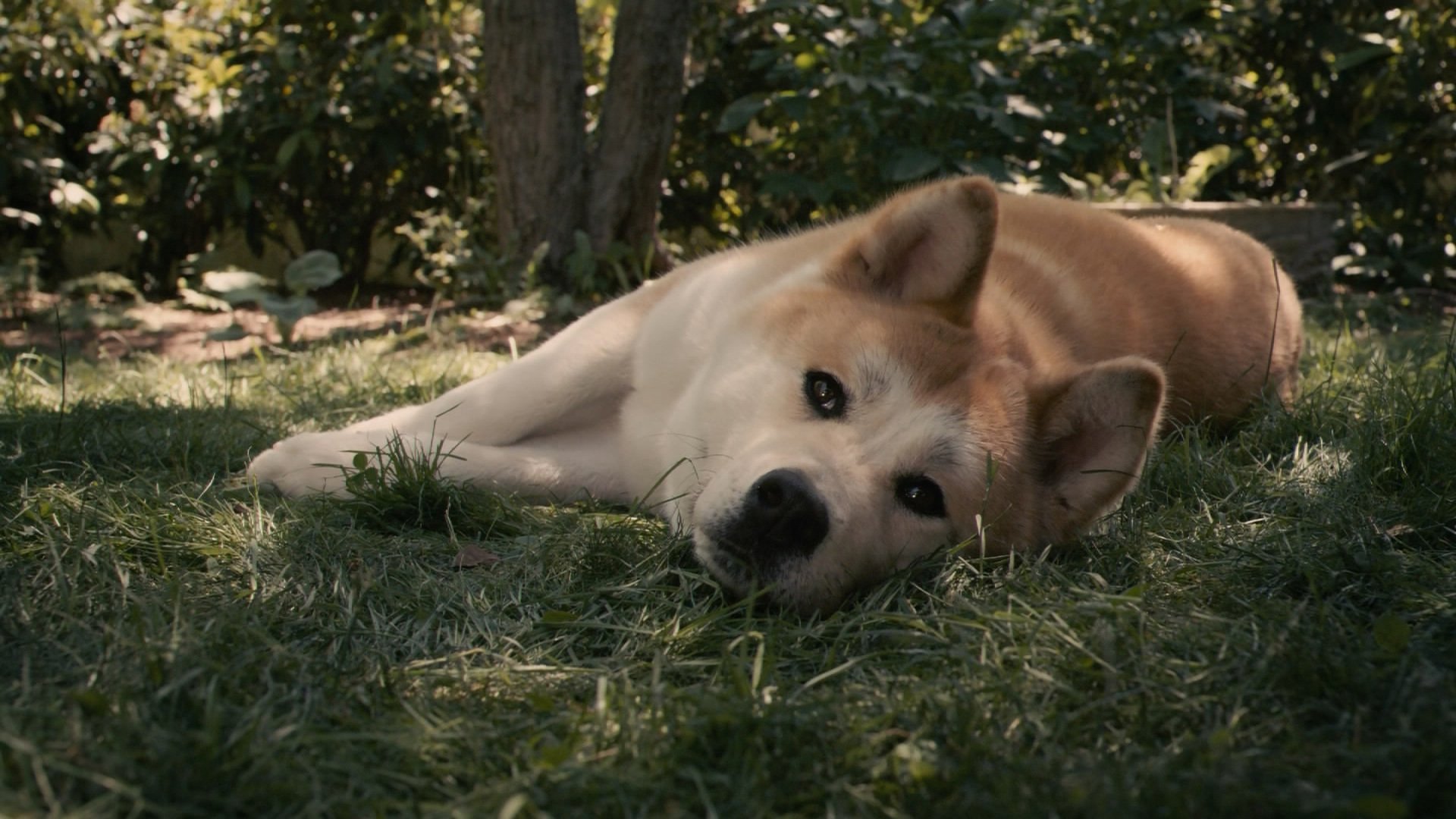 hund hachiko rot warten traurigkeit