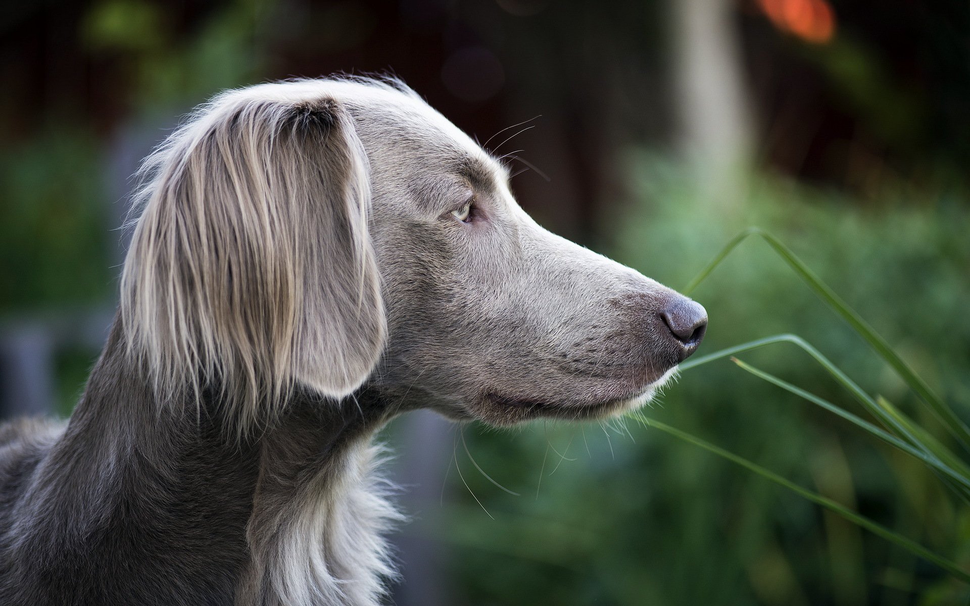 hund blick freund