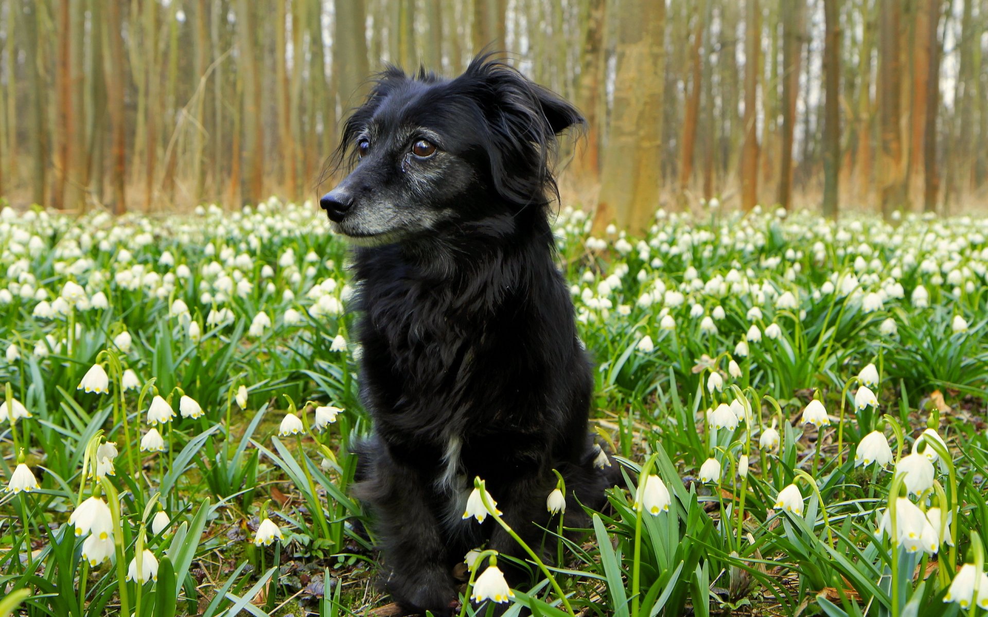 cane fiori natura