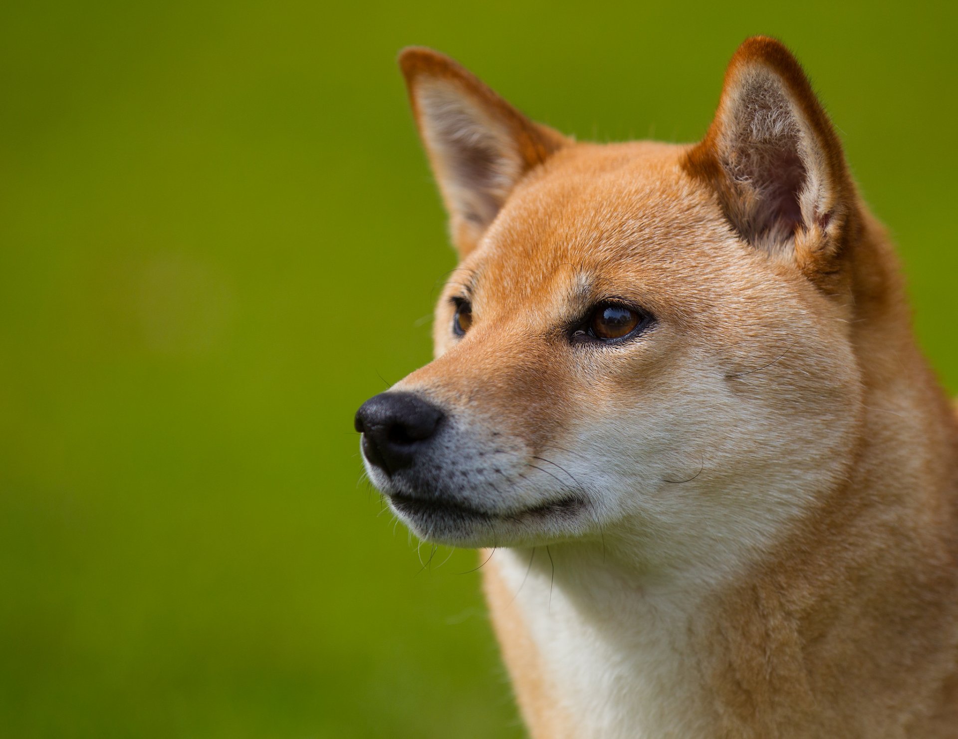 cane shiba inu zenzero muso vista profilo amico