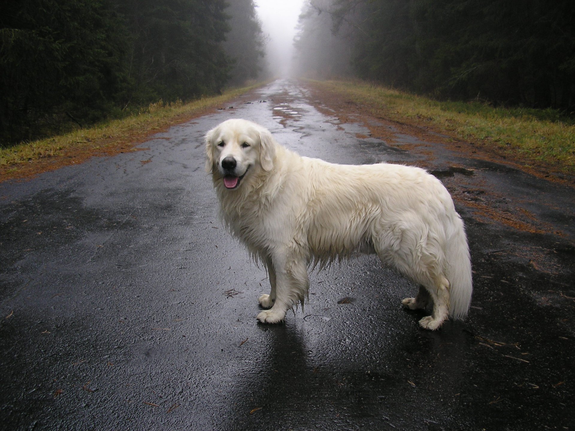 dog rain autumn