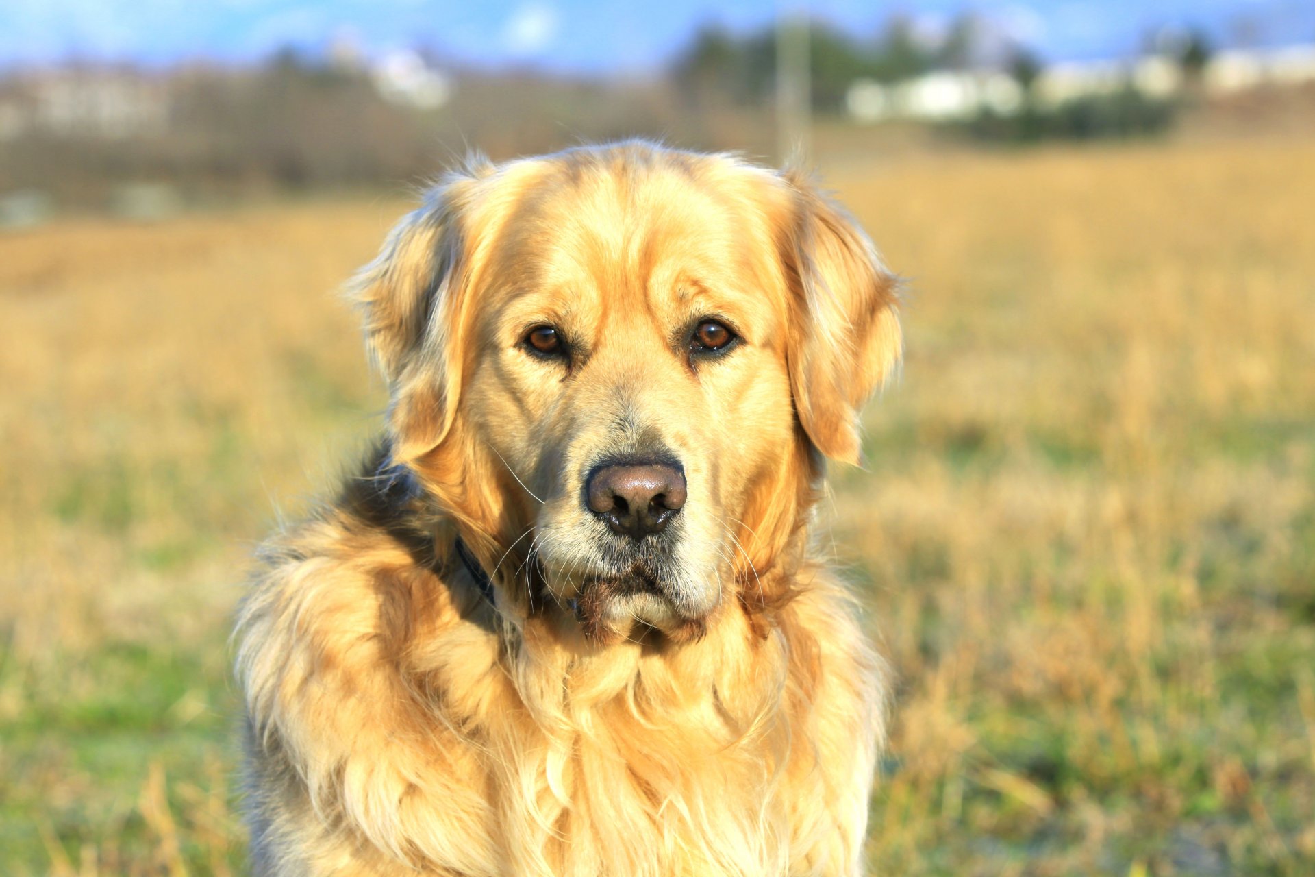 labrador puszysty uroczy czworonożny przyjaciel