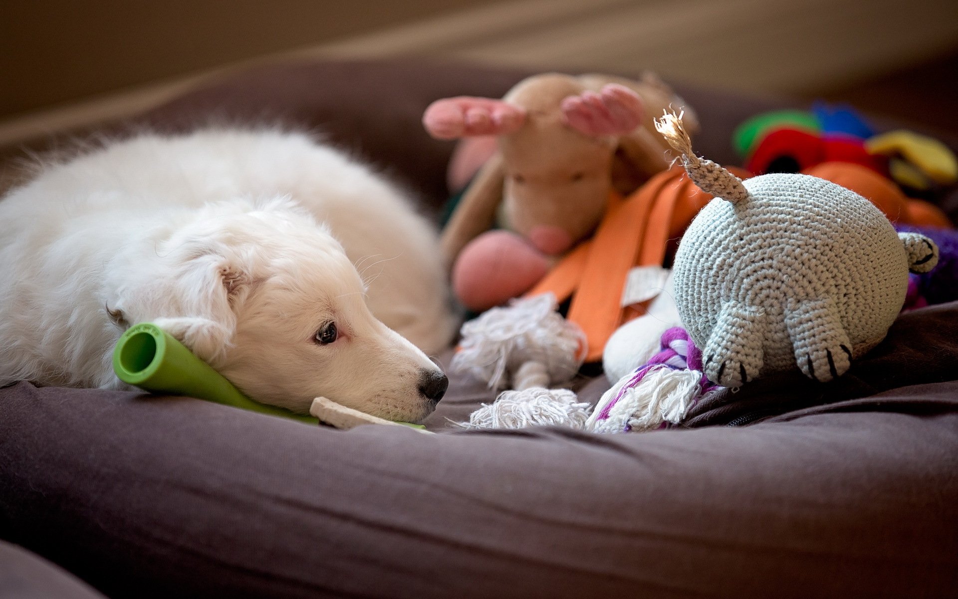 hund blick freund haus gemütlichkeit spielzeug