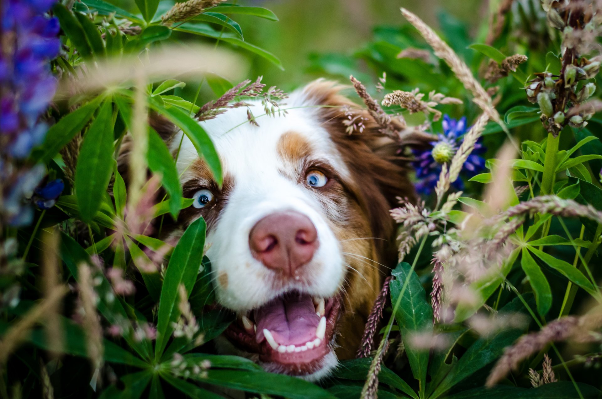 chien museau nez regard fleurs feuilles